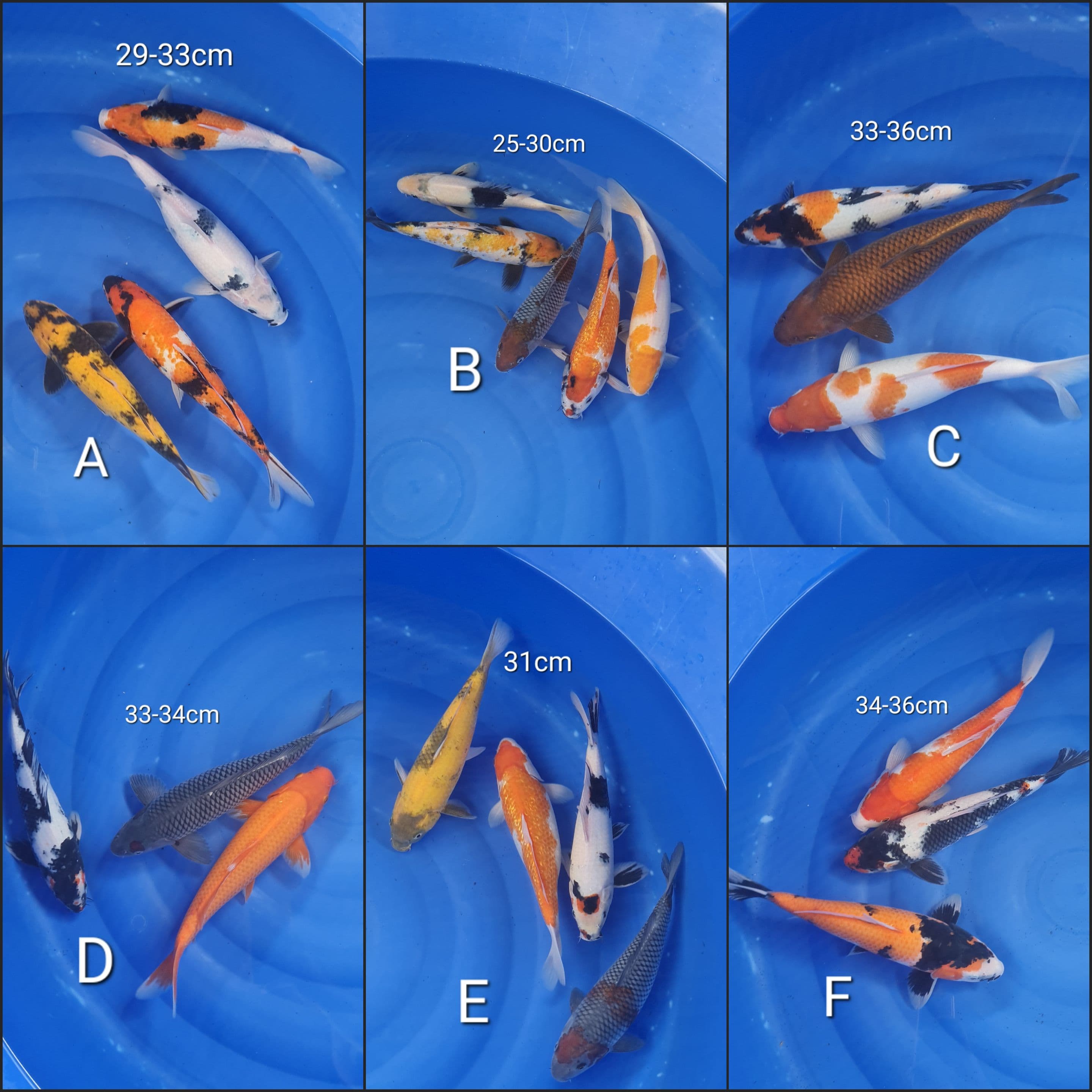 Lelang Koi Online, Jual Beli Ikan Koi, Pasar Koi Terbaik, Agen Lelang Koi, Penawaran Koi Berkualitas, Harga Jual Koi, Lelang Ikan Koi Import, Beli Koi Online, Jual Koi Murah, Koi Showroom, Penjual Koi Terpercaya, Lelang Koi Jakarta, Jual Koi Lokal, Koi Kualitas Unggul, Harga Terbaik Koi, Jual Koi Indukan, Lelang Ikan Hias Koi, Pasar Koi Indonesia, Beli Koi Berkualitas Tinggi, Koi Farm Terbesar, Jual Beli Koi Impor, Lelang Ikan Koi Kualitas Premium, Daftar Harga Koi Terbaru, Pusat Jual Beli Koi, Info Lelang Koi Hari Ini.