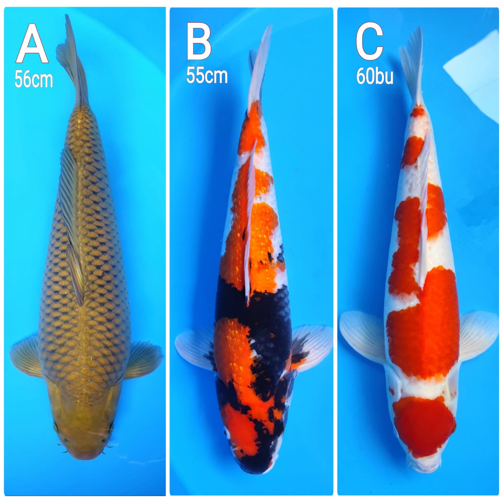 Lelang Koi Online, Jual Beli Ikan Koi, Pasar Koi Terbaik, Agen Lelang Koi, Penawaran Koi Berkualitas, Harga Jual Koi, Lelang Ikan Koi Import, Beli Koi Online, Jual Koi Murah, Koi Showroom, Penjual Koi Terpercaya, Lelang Koi Jakarta, Jual Koi Lokal, Koi Kualitas Unggul, Harga Terbaik Koi, Jual Koi Indukan, Lelang Ikan Hias Koi, Pasar Koi Indonesia, Beli Koi Berkualitas Tinggi, Koi Farm Terbesar, Jual Beli Koi Impor, Lelang Ikan Koi Kualitas Premium, Daftar Harga Koi Terbaru, Pusat Jual Beli Koi, Info Lelang Koi Hari Ini.