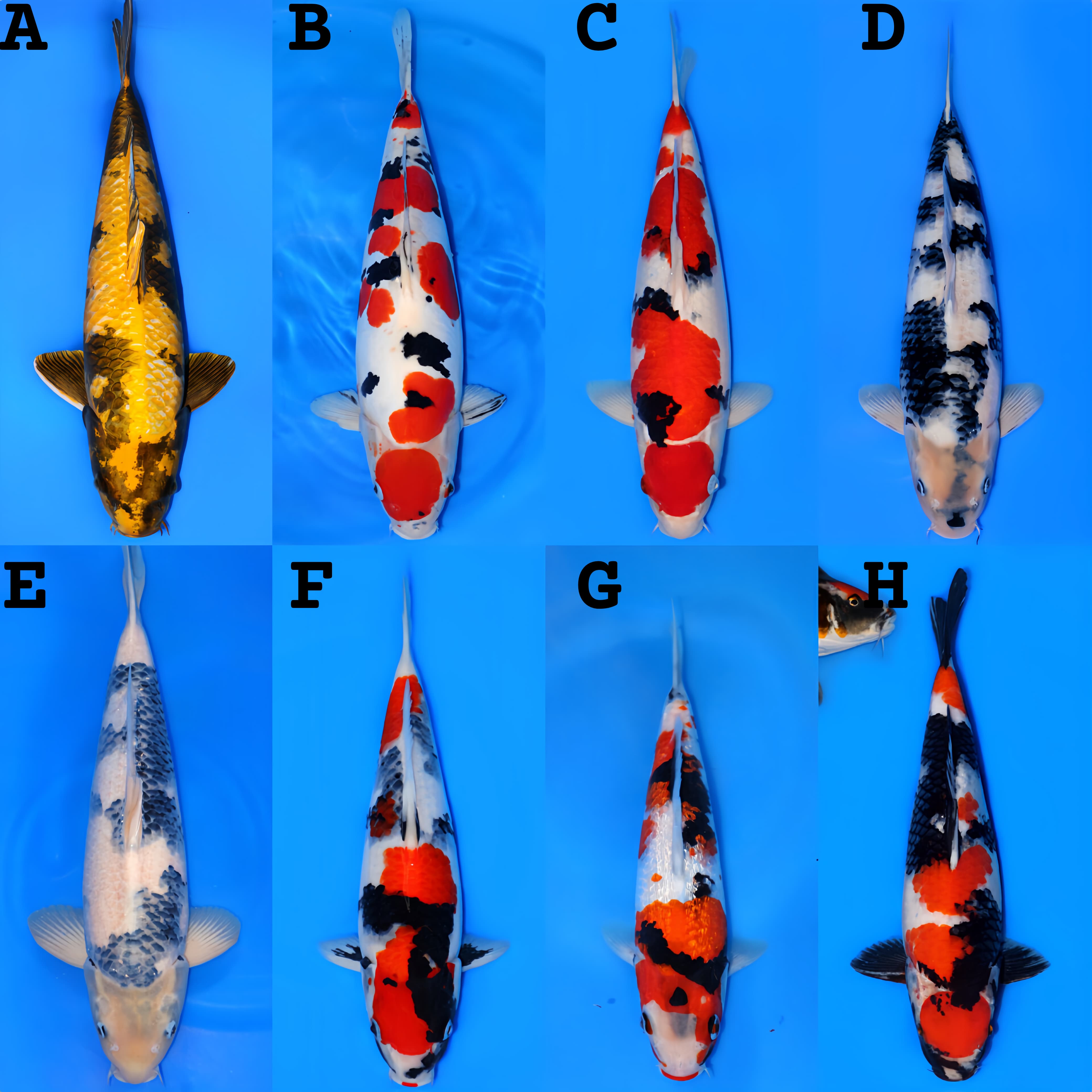 Lelang Koi Online, Jual Beli Ikan Koi, Pasar Koi Terbaik, Agen Lelang Koi, Penawaran Koi Berkualitas, Harga Jual Koi, Lelang Ikan Koi Import, Beli Koi Online, Jual Koi Murah, Koi Showroom, Penjual Koi Terpercaya, Lelang Koi Jakarta, Jual Koi Lokal, Koi Kualitas Unggul, Harga Terbaik Koi, Jual Koi Indukan, Lelang Ikan Hias Koi, Pasar Koi Indonesia, Beli Koi Berkualitas Tinggi, Koi Farm Terbesar, Jual Beli Koi Impor, Lelang Ikan Koi Kualitas Premium, Daftar Harga Koi Terbaru, Pusat Jual Beli Koi, Info Lelang Koi Hari Ini.