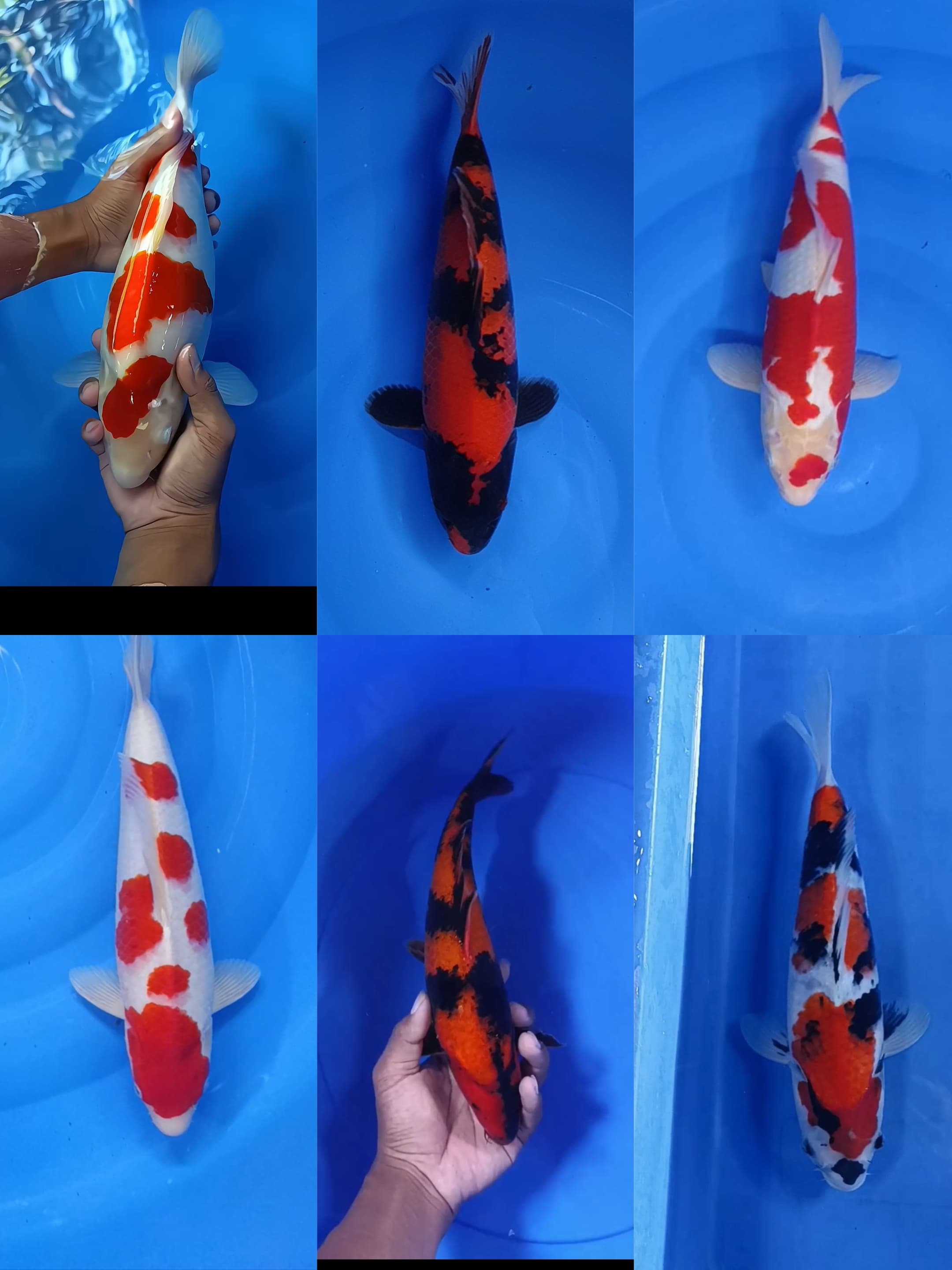 Lelang Koi Online, Jual Beli Ikan Koi, Pasar Koi Terbaik, Agen Lelang Koi, Penawaran Koi Berkualitas, Harga Jual Koi, Lelang Ikan Koi Import, Beli Koi Online, Jual Koi Murah, Koi Showroom, Penjual Koi Terpercaya, Lelang Koi Jakarta, Jual Koi Lokal, Koi Kualitas Unggul, Harga Terbaik Koi, Jual Koi Indukan, Lelang Ikan Hias Koi, Pasar Koi Indonesia, Beli Koi Berkualitas Tinggi, Koi Farm Terbesar, Jual Beli Koi Impor, Lelang Ikan Koi Kualitas Premium, Daftar Harga Koi Terbaru, Pusat Jual Beli Koi, Info Lelang Koi Hari Ini.