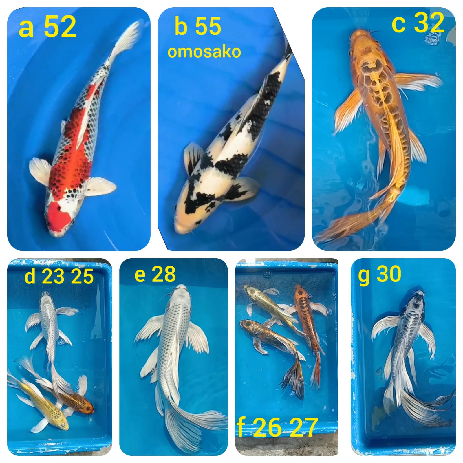 Lelang Koi Online, Jual Beli Ikan Koi, Pasar Koi Terbaik, Agen Lelang Koi, Penawaran Koi Berkualitas, Harga Jual Koi, Lelang Ikan Koi Import, Beli Koi Online, Jual Koi Murah, Koi Showroom, Penjual Koi Terpercaya, Lelang Koi Jakarta, Jual Koi Lokal, Koi Kualitas Unggul, Harga Terbaik Koi, Jual Koi Indukan, Lelang Ikan Hias Koi, Pasar Koi Indonesia, Beli Koi Berkualitas Tinggi, Koi Farm Terbesar, Jual Beli Koi Impor, Lelang Ikan Koi Kualitas Premium, Daftar Harga Koi Terbaru, Pusat Jual Beli Koi, Info Lelang Koi Hari Ini.