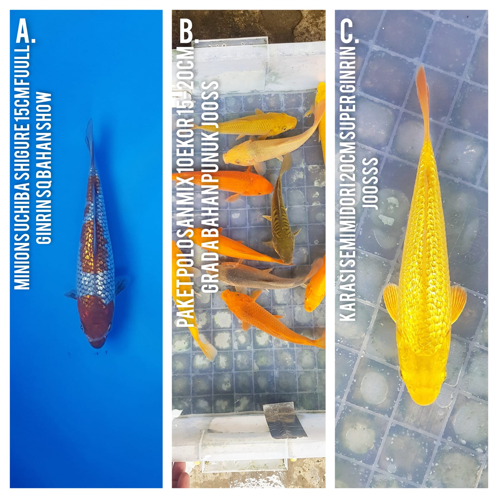 Lelang Koi Online, Jual Beli Ikan Koi, Pasar Koi Terbaik, Agen Lelang Koi, Penawaran Koi Berkualitas, Harga Jual Koi, Lelang Ikan Koi Import, Beli Koi Online, Jual Koi Murah, Koi Showroom, Penjual Koi Terpercaya, Lelang Koi Jakarta, Jual Koi Lokal, Koi Kualitas Unggul, Harga Terbaik Koi, Jual Koi Indukan, Lelang Ikan Hias Koi, Pasar Koi Indonesia, Beli Koi Berkualitas Tinggi, Koi Farm Terbesar, Jual Beli Koi Impor, Lelang Ikan Koi Kualitas Premium, Daftar Harga Koi Terbaru, Pusat Jual Beli Koi, Info Lelang Koi Hari Ini.