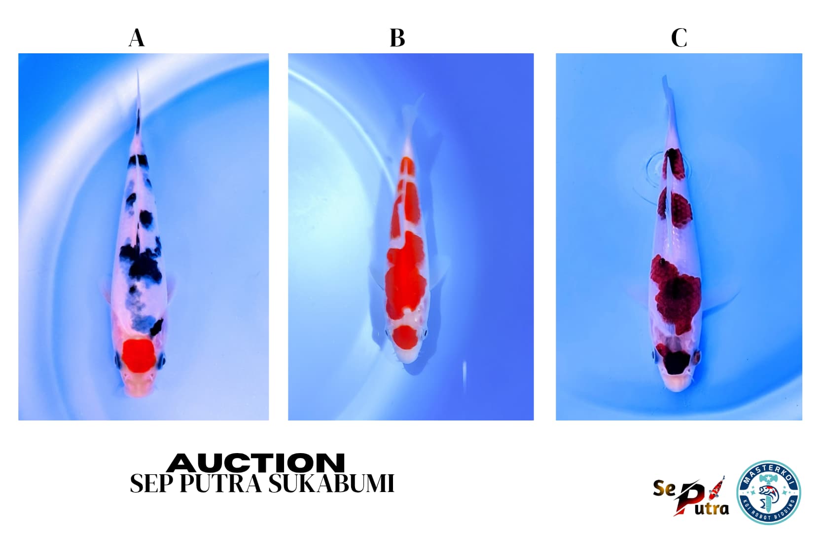 Lelang Koi Online, Jual Beli Ikan Koi, Pasar Koi Terbaik, Agen Lelang Koi, Penawaran Koi Berkualitas, Harga Jual Koi, Lelang Ikan Koi Import, Beli Koi Online, Jual Koi Murah, Koi Showroom, Penjual Koi Terpercaya, Lelang Koi Jakarta, Jual Koi Lokal, Koi Kualitas Unggul, Harga Terbaik Koi, Jual Koi Indukan, Lelang Ikan Hias Koi, Pasar Koi Indonesia, Beli Koi Berkualitas Tinggi, Koi Farm Terbesar, Jual Beli Koi Impor, Lelang Ikan Koi Kualitas Premium, Daftar Harga Koi Terbaru, Pusat Jual Beli Koi, Info Lelang Koi Hari Ini.