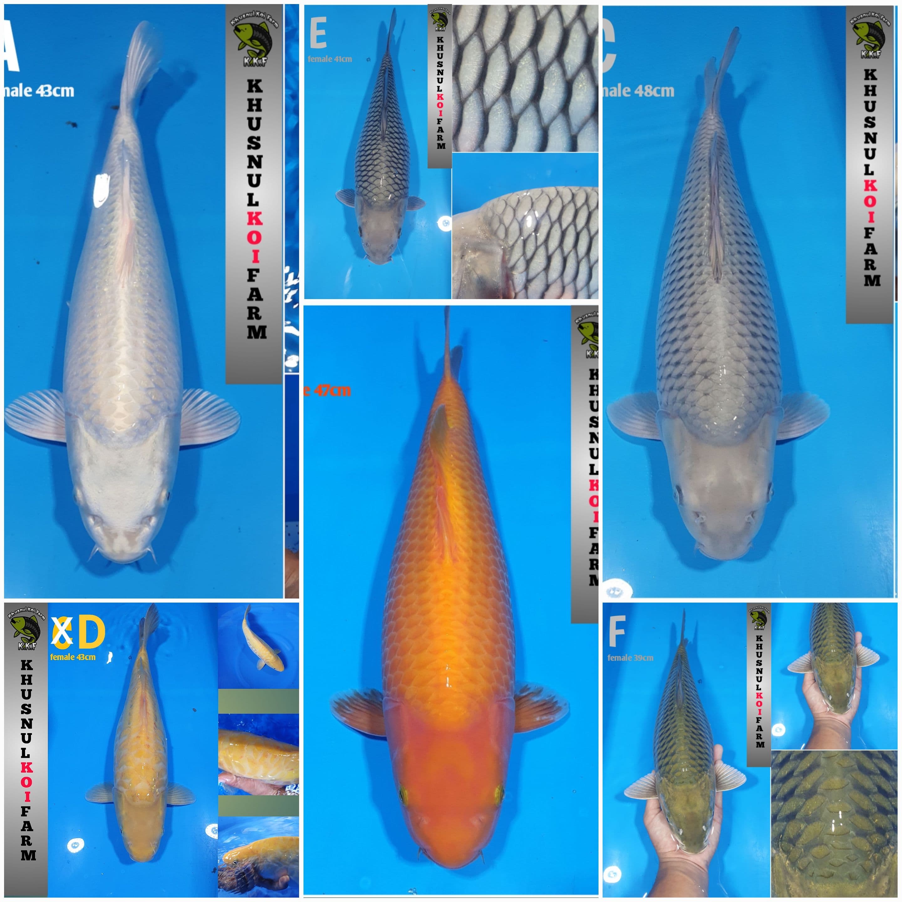 Lelang Koi Online, Jual Beli Ikan Koi, Pasar Koi Terbaik, Agen Lelang Koi, Penawaran Koi Berkualitas, Harga Jual Koi, Lelang Ikan Koi Import, Beli Koi Online, Jual Koi Murah, Koi Showroom, Penjual Koi Terpercaya, Lelang Koi Jakarta, Jual Koi Lokal, Koi Kualitas Unggul, Harga Terbaik Koi, Jual Koi Indukan, Lelang Ikan Hias Koi, Pasar Koi Indonesia, Beli Koi Berkualitas Tinggi, Koi Farm Terbesar, Jual Beli Koi Impor, Lelang Ikan Koi Kualitas Premium, Daftar Harga Koi Terbaru, Pusat Jual Beli Koi, Info Lelang Koi Hari Ini.