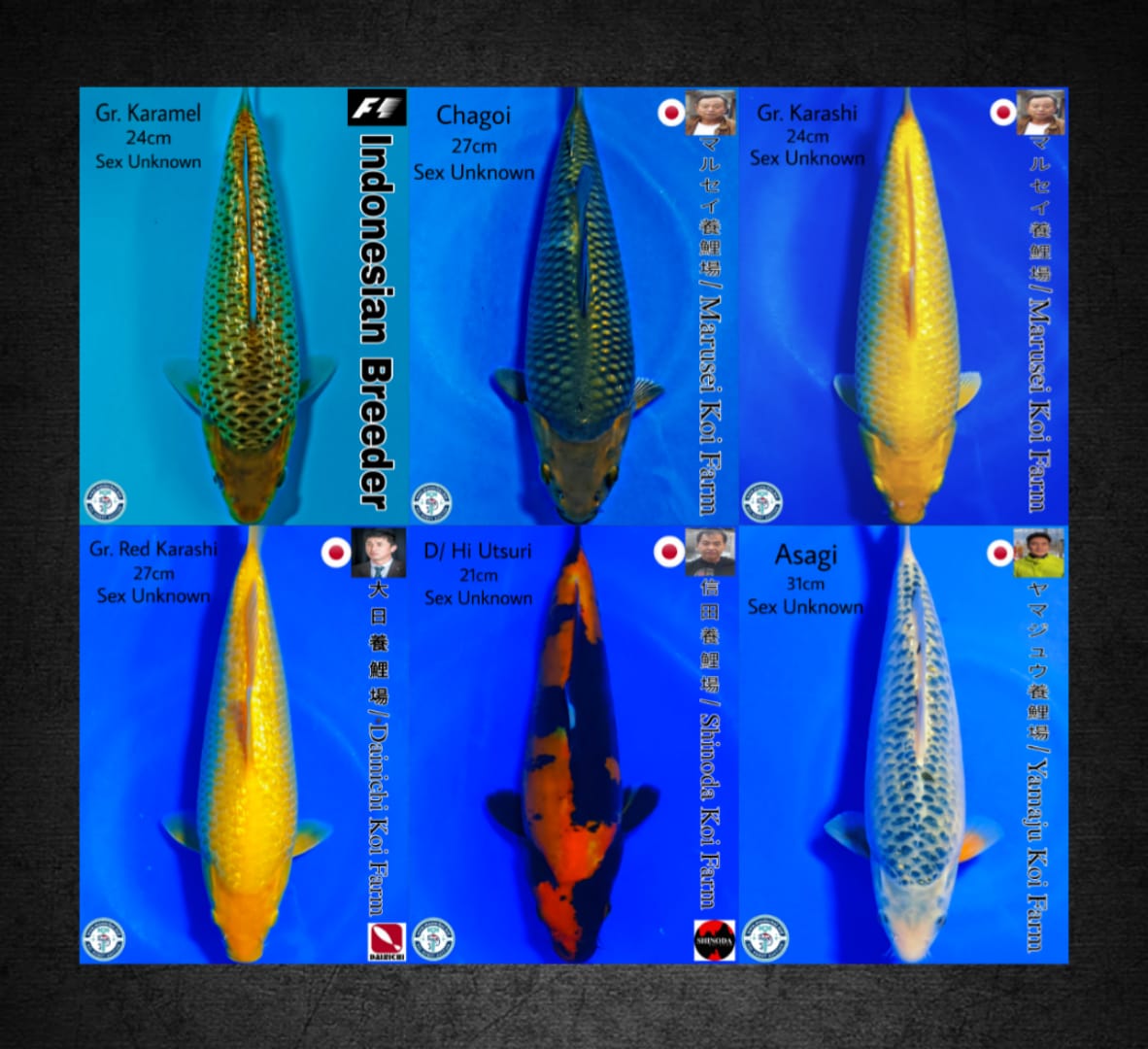 Lelang Koi Online, Jual Beli Ikan Koi, Pasar Koi Terbaik, Agen Lelang Koi, Penawaran Koi Berkualitas, Harga Jual Koi, Lelang Ikan Koi Import, Beli Koi Online, Jual Koi Murah, Koi Showroom, Penjual Koi Terpercaya, Lelang Koi Jakarta, Jual Koi Lokal, Koi Kualitas Unggul, Harga Terbaik Koi, Jual Koi Indukan, Lelang Ikan Hias Koi, Pasar Koi Indonesia, Beli Koi Berkualitas Tinggi, Koi Farm Terbesar, Jual Beli Koi Impor, Lelang Ikan Koi Kualitas Premium, Daftar Harga Koi Terbaru, Pusat Jual Beli Koi, Info Lelang Koi Hari Ini.