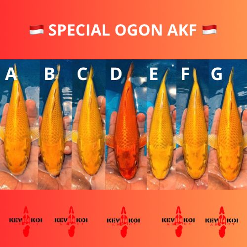 Lelang Koi Online, Jual Beli Ikan Koi, Pasar Koi Terbaik, Agen Lelang Koi, Penawaran Koi Berkualitas, Harga Jual Koi, Lelang Ikan Koi Import, Beli Koi Online, Jual Koi Murah, Koi Showroom, Penjual Koi Terpercaya, Lelang Koi Jakarta, Jual Koi Lokal, Koi Kualitas Unggul, Harga Terbaik Koi, Jual Koi Indukan, Lelang Ikan Hias Koi, Pasar Koi Indonesia, Beli Koi Berkualitas Tinggi, Koi Farm Terbesar, Jual Beli Koi Impor, Lelang Ikan Koi Kualitas Premium, Daftar Harga Koi Terbaru, Pusat Jual Beli Koi, Info Lelang Koi Hari Ini.