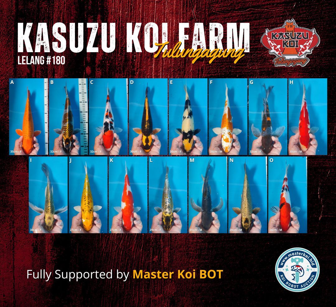 Lelang Koi Online, Jual Beli Ikan Koi, Pasar Koi Terbaik, Agen Lelang Koi, Penawaran Koi Berkualitas, Harga Jual Koi, Lelang Ikan Koi Import, Beli Koi Online, Jual Koi Murah, Koi Showroom, Penjual Koi Terpercaya, Lelang Koi Jakarta, Jual Koi Lokal, Koi Kualitas Unggul, Harga Terbaik Koi, Jual Koi Indukan, Lelang Ikan Hias Koi, Pasar Koi Indonesia, Beli Koi Berkualitas Tinggi, Koi Farm Terbesar, Jual Beli Koi Impor, Lelang Ikan Koi Kualitas Premium, Daftar Harga Koi Terbaru, Pusat Jual Beli Koi, Info Lelang Koi Hari Ini.