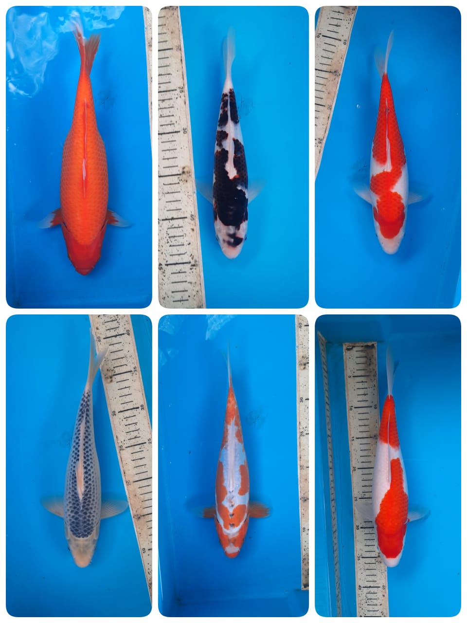 Lelang Koi Online, Jual Beli Ikan Koi, Pasar Koi Terbaik, Agen Lelang Koi, Penawaran Koi Berkualitas, Harga Jual Koi, Lelang Ikan Koi Import, Beli Koi Online, Jual Koi Murah, Koi Showroom, Penjual Koi Terpercaya, Lelang Koi Jakarta, Jual Koi Lokal, Koi Kualitas Unggul, Harga Terbaik Koi, Jual Koi Indukan, Lelang Ikan Hias Koi, Pasar Koi Indonesia, Beli Koi Berkualitas Tinggi, Koi Farm Terbesar, Jual Beli Koi Impor, Lelang Ikan Koi Kualitas Premium, Daftar Harga Koi Terbaru, Pusat Jual Beli Koi, Info Lelang Koi Hari Ini.