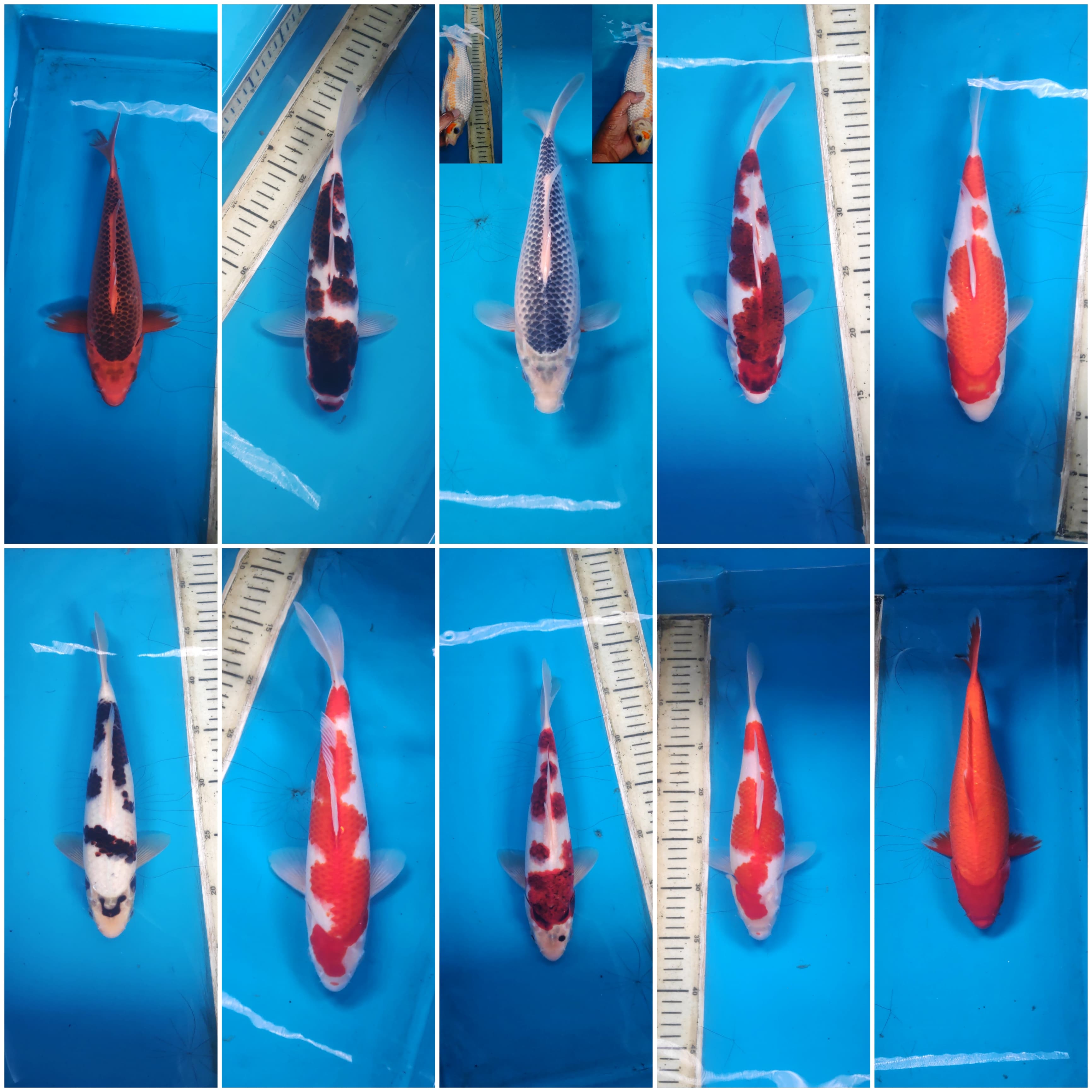 Lelang Koi Online, Jual Beli Ikan Koi, Pasar Koi Terbaik, Agen Lelang Koi, Penawaran Koi Berkualitas, Harga Jual Koi, Lelang Ikan Koi Import, Beli Koi Online, Jual Koi Murah, Koi Showroom, Penjual Koi Terpercaya, Lelang Koi Jakarta, Jual Koi Lokal, Koi Kualitas Unggul, Harga Terbaik Koi, Jual Koi Indukan, Lelang Ikan Hias Koi, Pasar Koi Indonesia, Beli Koi Berkualitas Tinggi, Koi Farm Terbesar, Jual Beli Koi Impor, Lelang Ikan Koi Kualitas Premium, Daftar Harga Koi Terbaru, Pusat Jual Beli Koi, Info Lelang Koi Hari Ini.