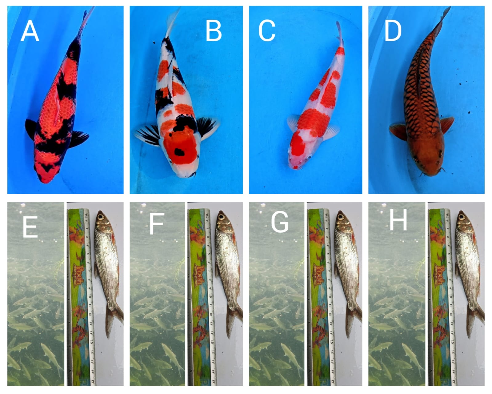 Lelang Koi Online, Jual Beli Ikan Koi, Pasar Koi Terbaik, Agen Lelang Koi, Penawaran Koi Berkualitas, Harga Jual Koi, Lelang Ikan Koi Import, Beli Koi Online, Jual Koi Murah, Koi Showroom, Penjual Koi Terpercaya, Lelang Koi Jakarta, Jual Koi Lokal, Koi Kualitas Unggul, Harga Terbaik Koi, Jual Koi Indukan, Lelang Ikan Hias Koi, Pasar Koi Indonesia, Beli Koi Berkualitas Tinggi, Koi Farm Terbesar, Jual Beli Koi Impor, Lelang Ikan Koi Kualitas Premium, Daftar Harga Koi Terbaru, Pusat Jual Beli Koi, Info Lelang Koi Hari Ini.