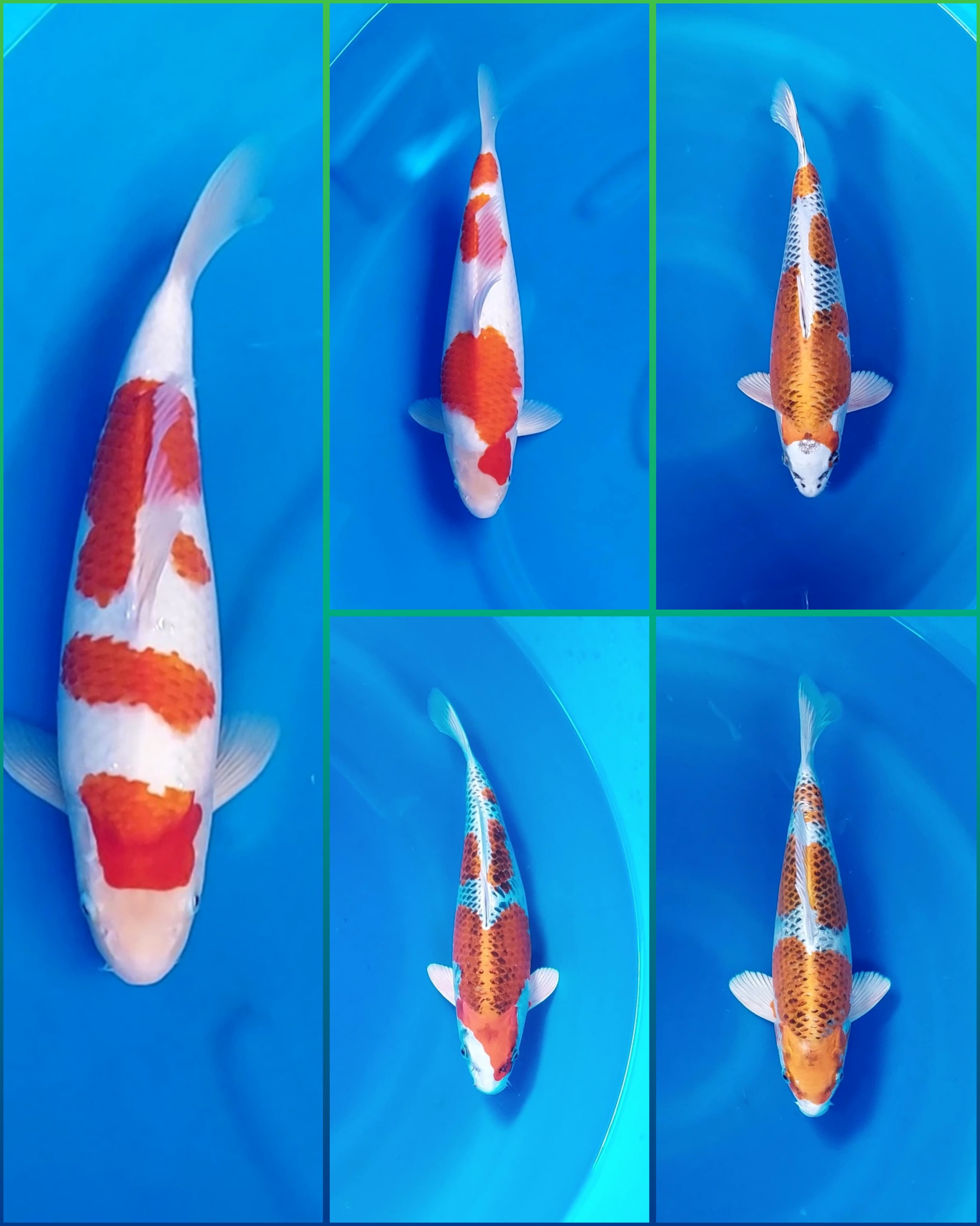 Lelang Koi Online, Jual Beli Ikan Koi, Pasar Koi Terbaik, Agen Lelang Koi, Penawaran Koi Berkualitas, Harga Jual Koi, Lelang Ikan Koi Import, Beli Koi Online, Jual Koi Murah, Koi Showroom, Penjual Koi Terpercaya, Lelang Koi Jakarta, Jual Koi Lokal, Koi Kualitas Unggul, Harga Terbaik Koi, Jual Koi Indukan, Lelang Ikan Hias Koi, Pasar Koi Indonesia, Beli Koi Berkualitas Tinggi, Koi Farm Terbesar, Jual Beli Koi Impor, Lelang Ikan Koi Kualitas Premium, Daftar Harga Koi Terbaru, Pusat Jual Beli Koi, Info Lelang Koi Hari Ini.