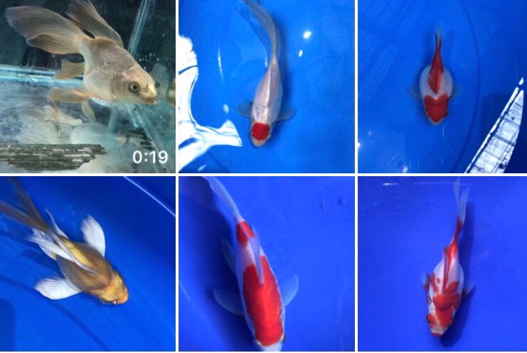 Lelang Koi Online, Jual Beli Ikan Koi, Pasar Koi Terbaik, Agen Lelang Koi, Penawaran Koi Berkualitas, Harga Jual Koi, Lelang Ikan Koi Import, Beli Koi Online, Jual Koi Murah, Koi Showroom, Penjual Koi Terpercaya, Lelang Koi Jakarta, Jual Koi Lokal, Koi Kualitas Unggul, Harga Terbaik Koi, Jual Koi Indukan, Lelang Ikan Hias Koi, Pasar Koi Indonesia, Beli Koi Berkualitas Tinggi, Koi Farm Terbesar, Jual Beli Koi Impor, Lelang Ikan Koi Kualitas Premium, Daftar Harga Koi Terbaru, Pusat Jual Beli Koi, Info Lelang Koi Hari Ini.