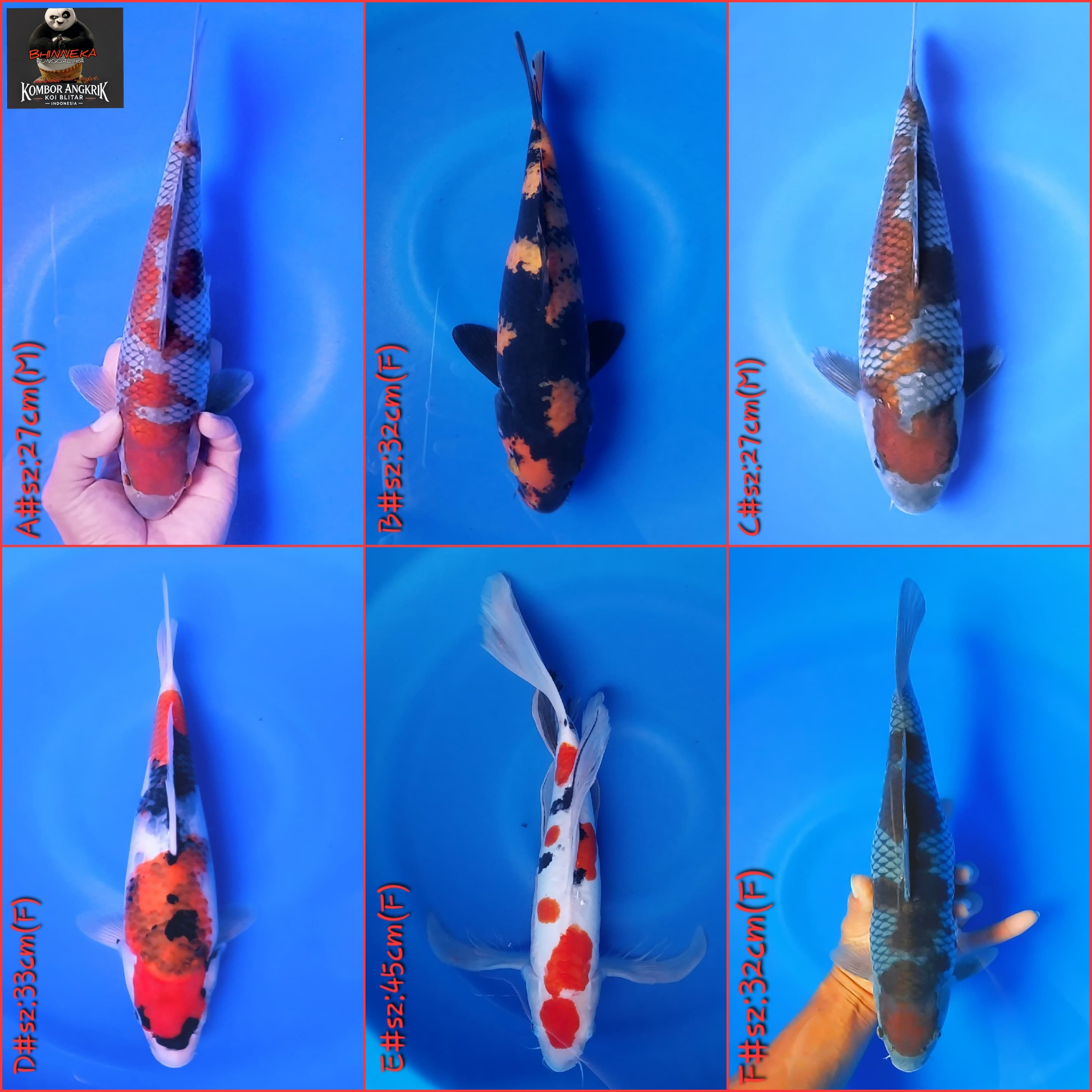 Lelang Koi Online, Jual Beli Ikan Koi, Pasar Koi Terbaik, Agen Lelang Koi, Penawaran Koi Berkualitas, Harga Jual Koi, Lelang Ikan Koi Import, Beli Koi Online, Jual Koi Murah, Koi Showroom, Penjual Koi Terpercaya, Lelang Koi Jakarta, Jual Koi Lokal, Koi Kualitas Unggul, Harga Terbaik Koi, Jual Koi Indukan, Lelang Ikan Hias Koi, Pasar Koi Indonesia, Beli Koi Berkualitas Tinggi, Koi Farm Terbesar, Jual Beli Koi Impor, Lelang Ikan Koi Kualitas Premium, Daftar Harga Koi Terbaru, Pusat Jual Beli Koi, Info Lelang Koi Hari Ini.