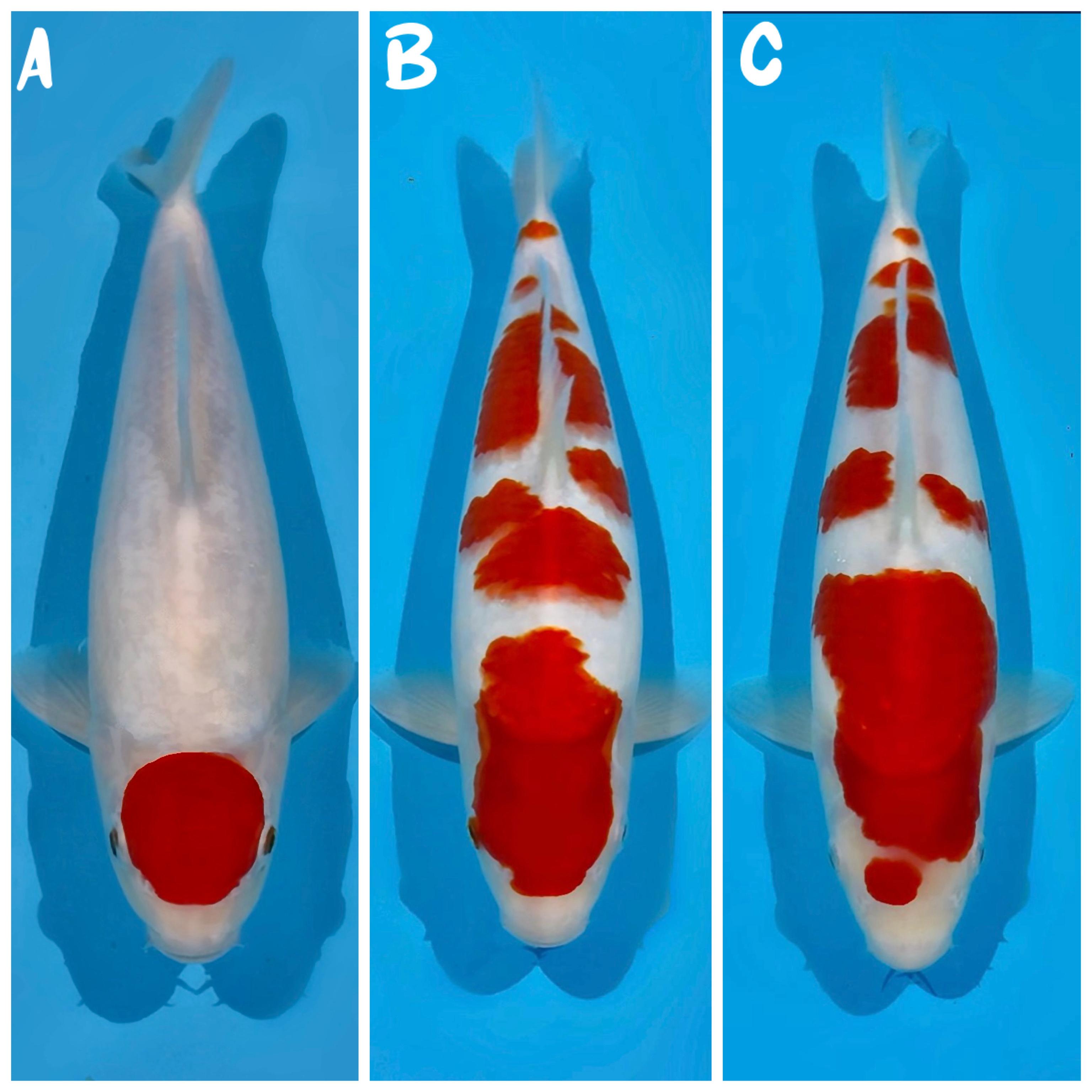 Lelang Koi Online, Jual Beli Ikan Koi, Pasar Koi Terbaik, Agen Lelang Koi, Penawaran Koi Berkualitas, Harga Jual Koi, Lelang Ikan Koi Import, Beli Koi Online, Jual Koi Murah, Koi Showroom, Penjual Koi Terpercaya, Lelang Koi Jakarta, Jual Koi Lokal, Koi Kualitas Unggul, Harga Terbaik Koi, Jual Koi Indukan, Lelang Ikan Hias Koi, Pasar Koi Indonesia, Beli Koi Berkualitas Tinggi, Koi Farm Terbesar, Jual Beli Koi Impor, Lelang Ikan Koi Kualitas Premium, Daftar Harga Koi Terbaru, Pusat Jual Beli Koi, Info Lelang Koi Hari Ini.
