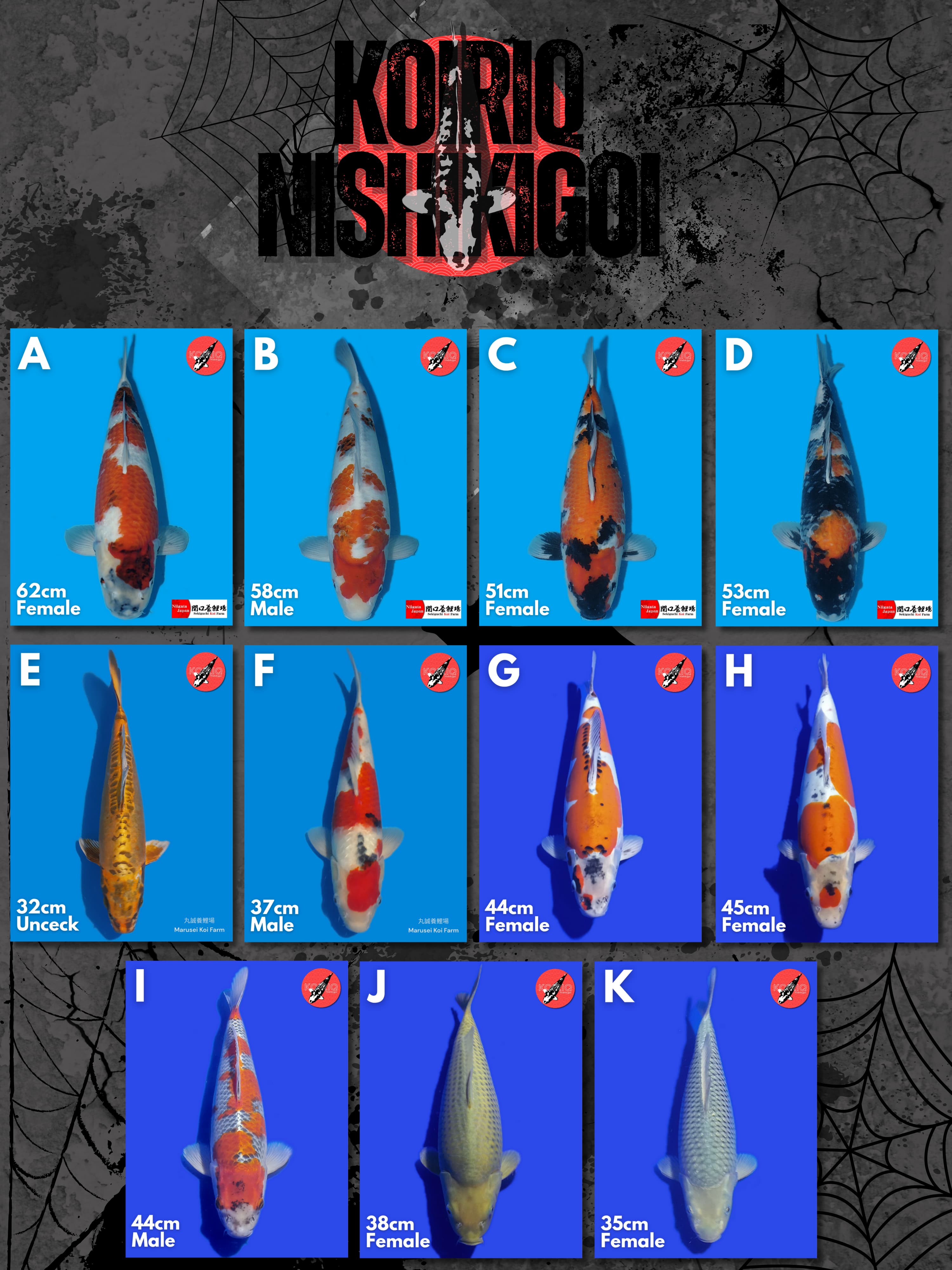Lelang Koi Online, Jual Beli Ikan Koi, Pasar Koi Terbaik, Agen Lelang Koi, Penawaran Koi Berkualitas, Harga Jual Koi, Lelang Ikan Koi Import, Beli Koi Online, Jual Koi Murah, Koi Showroom, Penjual Koi Terpercaya, Lelang Koi Jakarta, Jual Koi Lokal, Koi Kualitas Unggul, Harga Terbaik Koi, Jual Koi Indukan, Lelang Ikan Hias Koi, Pasar Koi Indonesia, Beli Koi Berkualitas Tinggi, Koi Farm Terbesar, Jual Beli Koi Impor, Lelang Ikan Koi Kualitas Premium, Daftar Harga Koi Terbaru, Pusat Jual Beli Koi, Info Lelang Koi Hari Ini.