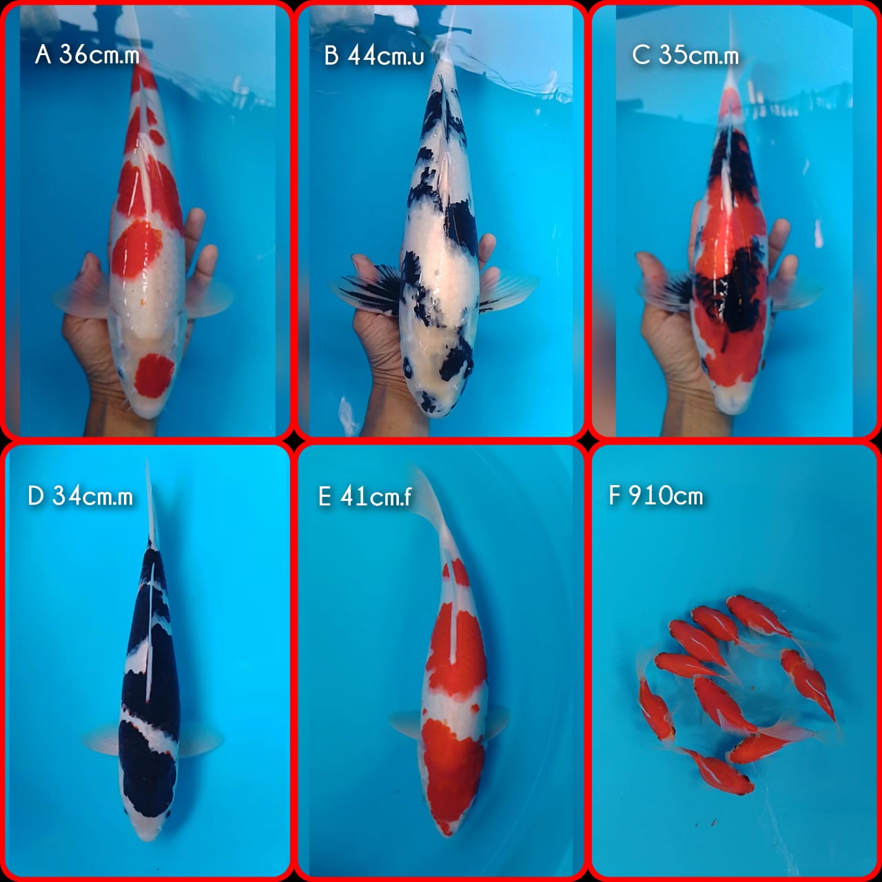 Lelang Koi Online, Jual Beli Ikan Koi, Pasar Koi Terbaik, Agen Lelang Koi, Penawaran Koi Berkualitas, Harga Jual Koi, Lelang Ikan Koi Import, Beli Koi Online, Jual Koi Murah, Koi Showroom, Penjual Koi Terpercaya, Lelang Koi Jakarta, Jual Koi Lokal, Koi Kualitas Unggul, Harga Terbaik Koi, Jual Koi Indukan, Lelang Ikan Hias Koi, Pasar Koi Indonesia, Beli Koi Berkualitas Tinggi, Koi Farm Terbesar, Jual Beli Koi Impor, Lelang Ikan Koi Kualitas Premium, Daftar Harga Koi Terbaru, Pusat Jual Beli Koi, Info Lelang Koi Hari Ini.