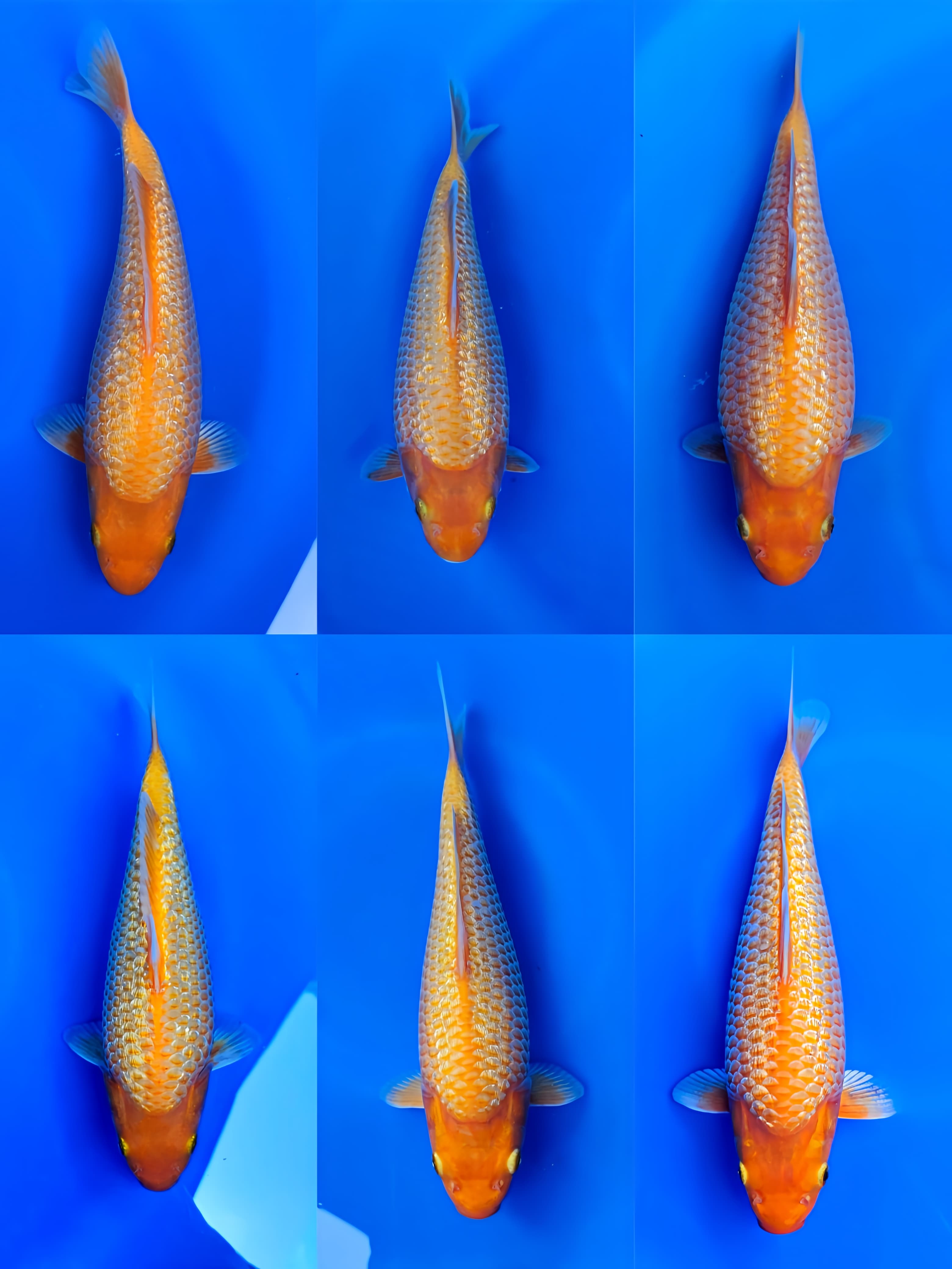 Lelang Koi Online, Jual Beli Ikan Koi, Pasar Koi Terbaik, Agen Lelang Koi, Penawaran Koi Berkualitas, Harga Jual Koi, Lelang Ikan Koi Import, Beli Koi Online, Jual Koi Murah, Koi Showroom, Penjual Koi Terpercaya, Lelang Koi Jakarta, Jual Koi Lokal, Koi Kualitas Unggul, Harga Terbaik Koi, Jual Koi Indukan, Lelang Ikan Hias Koi, Pasar Koi Indonesia, Beli Koi Berkualitas Tinggi, Koi Farm Terbesar, Jual Beli Koi Impor, Lelang Ikan Koi Kualitas Premium, Daftar Harga Koi Terbaru, Pusat Jual Beli Koi, Info Lelang Koi Hari Ini.