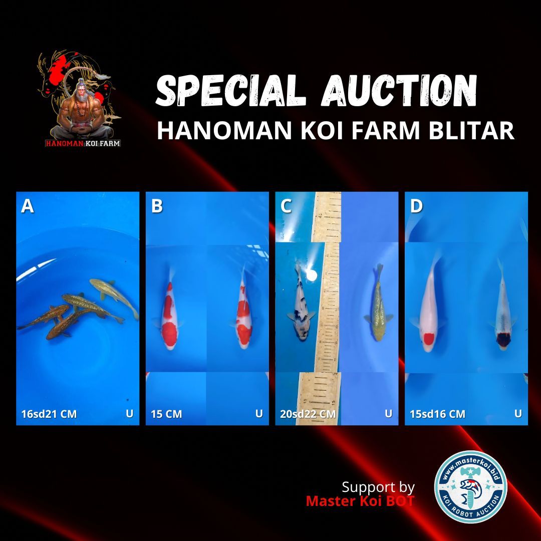 Lelang Koi Online, Jual Beli Ikan Koi, Pasar Koi Terbaik, Agen Lelang Koi, Penawaran Koi Berkualitas, Harga Jual Koi, Lelang Ikan Koi Import, Beli Koi Online, Jual Koi Murah, Koi Showroom, Penjual Koi Terpercaya, Lelang Koi Jakarta, Jual Koi Lokal, Koi Kualitas Unggul, Harga Terbaik Koi, Jual Koi Indukan, Lelang Ikan Hias Koi, Pasar Koi Indonesia, Beli Koi Berkualitas Tinggi, Koi Farm Terbesar, Jual Beli Koi Impor, Lelang Ikan Koi Kualitas Premium, Daftar Harga Koi Terbaru, Pusat Jual Beli Koi, Info Lelang Koi Hari Ini.