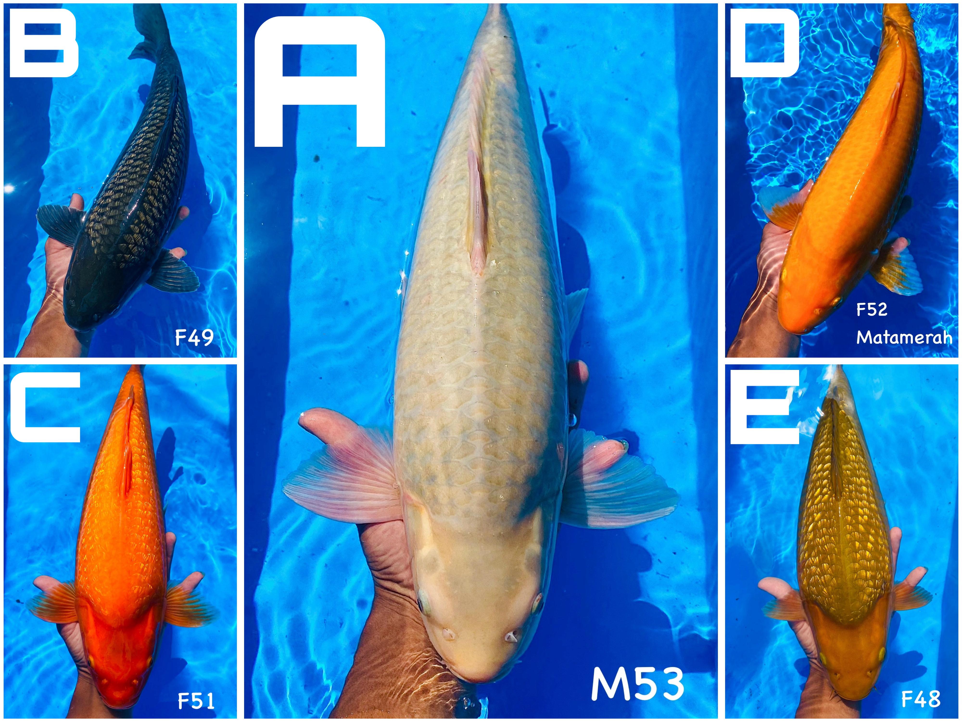 Lelang Koi Online, Jual Beli Ikan Koi, Pasar Koi Terbaik, Agen Lelang Koi, Penawaran Koi Berkualitas, Harga Jual Koi, Lelang Ikan Koi Import, Beli Koi Online, Jual Koi Murah, Koi Showroom, Penjual Koi Terpercaya, Lelang Koi Jakarta, Jual Koi Lokal, Koi Kualitas Unggul, Harga Terbaik Koi, Jual Koi Indukan, Lelang Ikan Hias Koi, Pasar Koi Indonesia, Beli Koi Berkualitas Tinggi, Koi Farm Terbesar, Jual Beli Koi Impor, Lelang Ikan Koi Kualitas Premium, Daftar Harga Koi Terbaru, Pusat Jual Beli Koi, Info Lelang Koi Hari Ini.