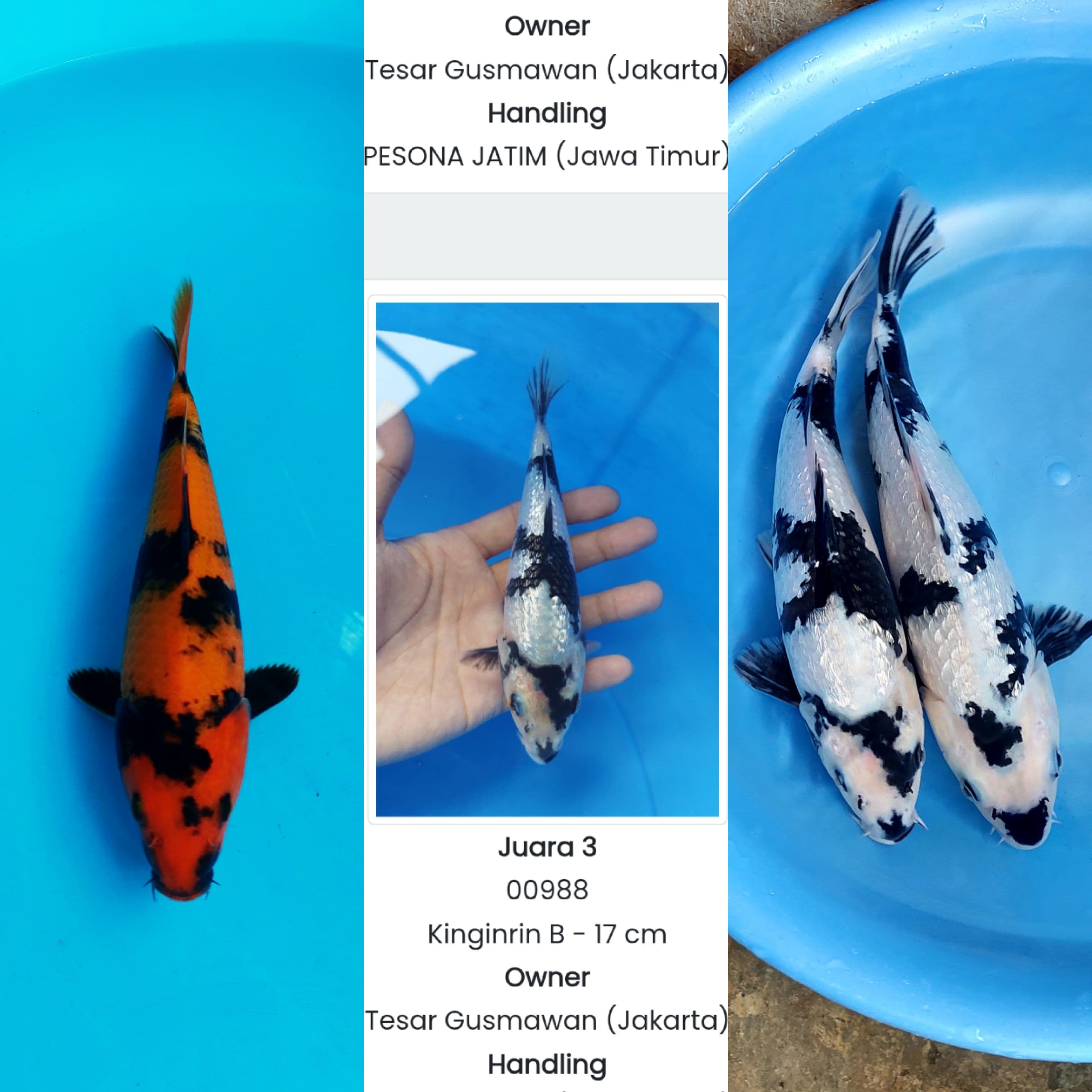 Lelang Koi Online, Jual Beli Ikan Koi, Pasar Koi Terbaik, Agen Lelang Koi, Penawaran Koi Berkualitas, Harga Jual Koi, Lelang Ikan Koi Import, Beli Koi Online, Jual Koi Murah, Koi Showroom, Penjual Koi Terpercaya, Lelang Koi Jakarta, Jual Koi Lokal, Koi Kualitas Unggul, Harga Terbaik Koi, Jual Koi Indukan, Lelang Ikan Hias Koi, Pasar Koi Indonesia, Beli Koi Berkualitas Tinggi, Koi Farm Terbesar, Jual Beli Koi Impor, Lelang Ikan Koi Kualitas Premium, Daftar Harga Koi Terbaru, Pusat Jual Beli Koi, Info Lelang Koi Hari Ini.