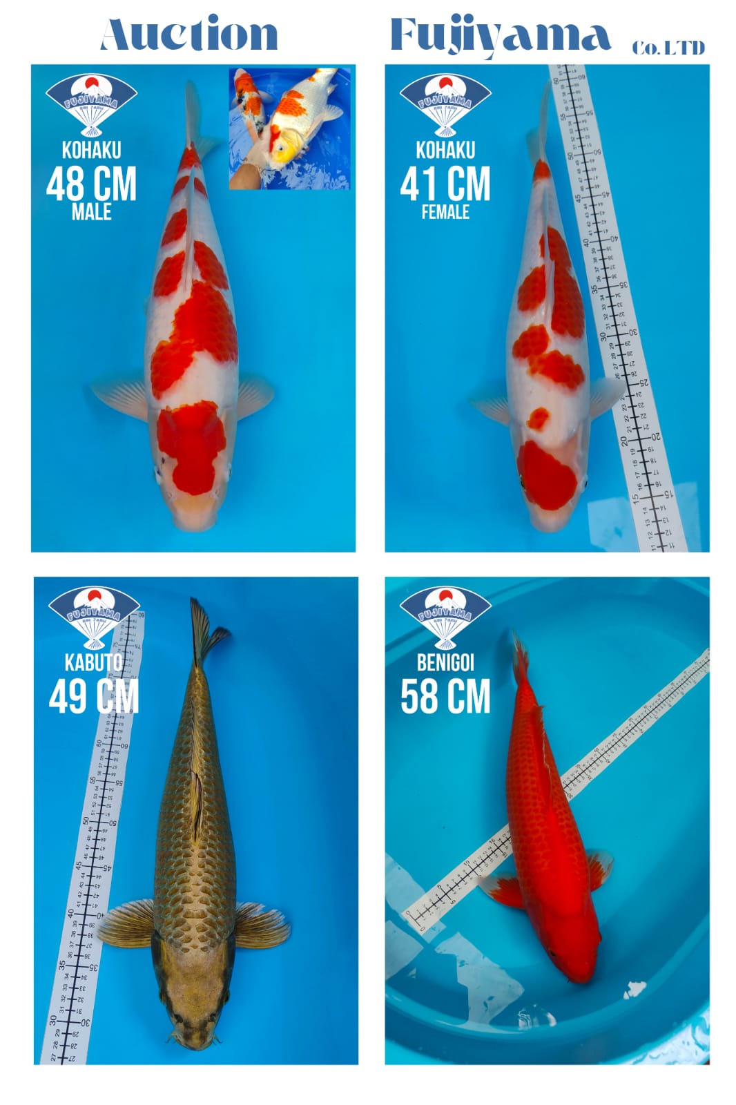 Lelang Koi Online, Jual Beli Ikan Koi, Pasar Koi Terbaik, Agen Lelang Koi, Penawaran Koi Berkualitas, Harga Jual Koi, Lelang Ikan Koi Import, Beli Koi Online, Jual Koi Murah, Koi Showroom, Penjual Koi Terpercaya, Lelang Koi Jakarta, Jual Koi Lokal, Koi Kualitas Unggul, Harga Terbaik Koi, Jual Koi Indukan, Lelang Ikan Hias Koi, Pasar Koi Indonesia, Beli Koi Berkualitas Tinggi, Koi Farm Terbesar, Jual Beli Koi Impor, Lelang Ikan Koi Kualitas Premium, Daftar Harga Koi Terbaru, Pusat Jual Beli Koi, Info Lelang Koi Hari Ini.