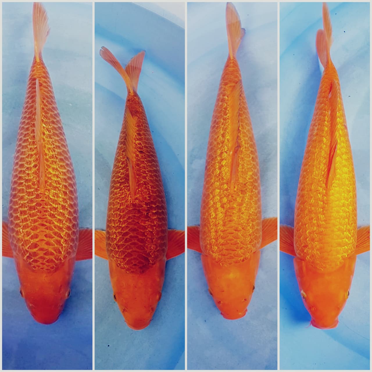 Lelang Koi Online, Jual Beli Ikan Koi, Pasar Koi Terbaik, Agen Lelang Koi, Penawaran Koi Berkualitas, Harga Jual Koi, Lelang Ikan Koi Import, Beli Koi Online, Jual Koi Murah, Koi Showroom, Penjual Koi Terpercaya, Lelang Koi Jakarta, Jual Koi Lokal, Koi Kualitas Unggul, Harga Terbaik Koi, Jual Koi Indukan, Lelang Ikan Hias Koi, Pasar Koi Indonesia, Beli Koi Berkualitas Tinggi, Koi Farm Terbesar, Jual Beli Koi Impor, Lelang Ikan Koi Kualitas Premium, Daftar Harga Koi Terbaru, Pusat Jual Beli Koi, Info Lelang Koi Hari Ini.