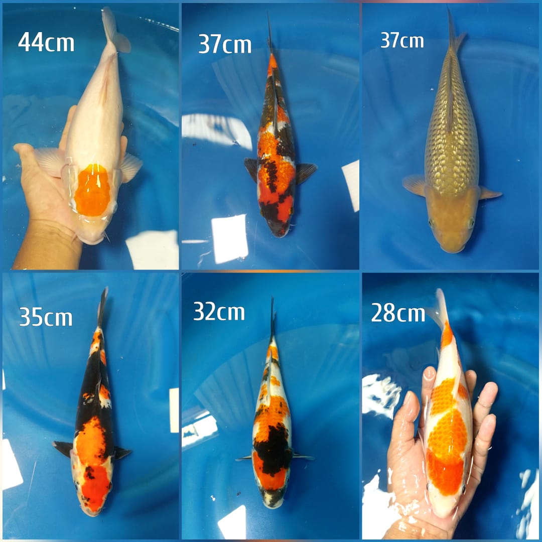 Lelang Koi Online, Jual Beli Ikan Koi, Pasar Koi Terbaik, Agen Lelang Koi, Penawaran Koi Berkualitas, Harga Jual Koi, Lelang Ikan Koi Import, Beli Koi Online, Jual Koi Murah, Koi Showroom, Penjual Koi Terpercaya, Lelang Koi Jakarta, Jual Koi Lokal, Koi Kualitas Unggul, Harga Terbaik Koi, Jual Koi Indukan, Lelang Ikan Hias Koi, Pasar Koi Indonesia, Beli Koi Berkualitas Tinggi, Koi Farm Terbesar, Jual Beli Koi Impor, Lelang Ikan Koi Kualitas Premium, Daftar Harga Koi Terbaru, Pusat Jual Beli Koi, Info Lelang Koi Hari Ini.