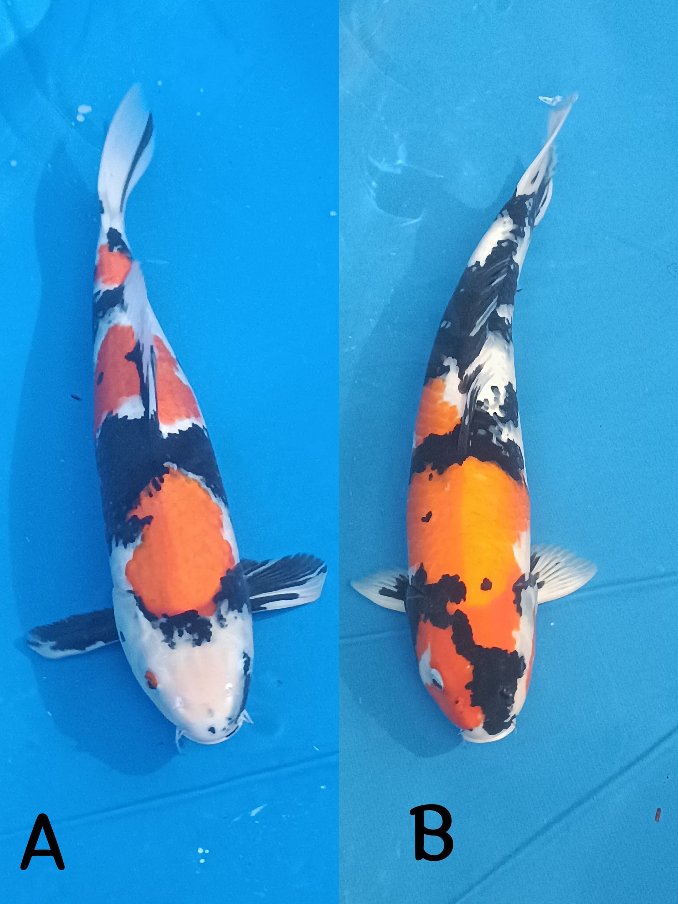 Lelang Koi Online, Jual Beli Ikan Koi, Pasar Koi Terbaik, Agen Lelang Koi, Penawaran Koi Berkualitas, Harga Jual Koi, Lelang Ikan Koi Import, Beli Koi Online, Jual Koi Murah, Koi Showroom, Penjual Koi Terpercaya, Lelang Koi Jakarta, Jual Koi Lokal, Koi Kualitas Unggul, Harga Terbaik Koi, Jual Koi Indukan, Lelang Ikan Hias Koi, Pasar Koi Indonesia, Beli Koi Berkualitas Tinggi, Koi Farm Terbesar, Jual Beli Koi Impor, Lelang Ikan Koi Kualitas Premium, Daftar Harga Koi Terbaru, Pusat Jual Beli Koi, Info Lelang Koi Hari Ini.