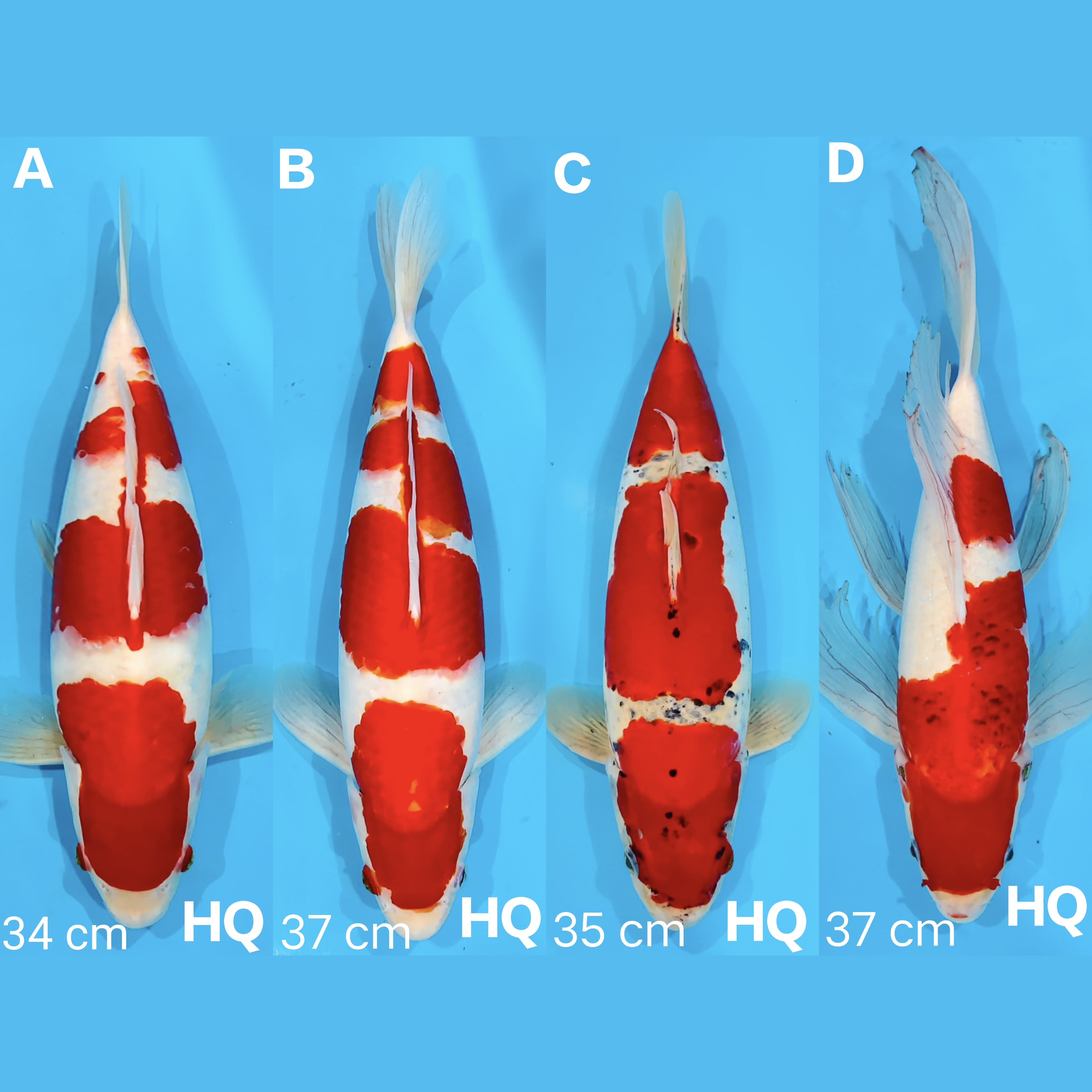 Lelang Koi Online, Jual Beli Ikan Koi, Pasar Koi Terbaik, Agen Lelang Koi, Penawaran Koi Berkualitas, Harga Jual Koi, Lelang Ikan Koi Import, Beli Koi Online, Jual Koi Murah, Koi Showroom, Penjual Koi Terpercaya, Lelang Koi Jakarta, Jual Koi Lokal, Koi Kualitas Unggul, Harga Terbaik Koi, Jual Koi Indukan, Lelang Ikan Hias Koi, Pasar Koi Indonesia, Beli Koi Berkualitas Tinggi, Koi Farm Terbesar, Jual Beli Koi Impor, Lelang Ikan Koi Kualitas Premium, Daftar Harga Koi Terbaru, Pusat Jual Beli Koi, Info Lelang Koi Hari Ini.