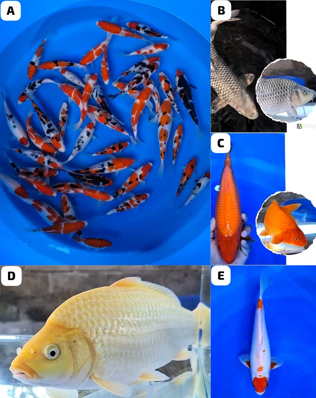 Lelang Koi Online, Jual Beli Ikan Koi, Pasar Koi Terbaik, Agen Lelang Koi, Penawaran Koi Berkualitas, Harga Jual Koi, Lelang Ikan Koi Import, Beli Koi Online, Jual Koi Murah, Koi Showroom, Penjual Koi Terpercaya, Lelang Koi Jakarta, Jual Koi Lokal, Koi Kualitas Unggul, Harga Terbaik Koi, Jual Koi Indukan, Lelang Ikan Hias Koi, Pasar Koi Indonesia, Beli Koi Berkualitas Tinggi, Koi Farm Terbesar, Jual Beli Koi Impor, Lelang Ikan Koi Kualitas Premium, Daftar Harga Koi Terbaru, Pusat Jual Beli Koi, Info Lelang Koi Hari Ini.