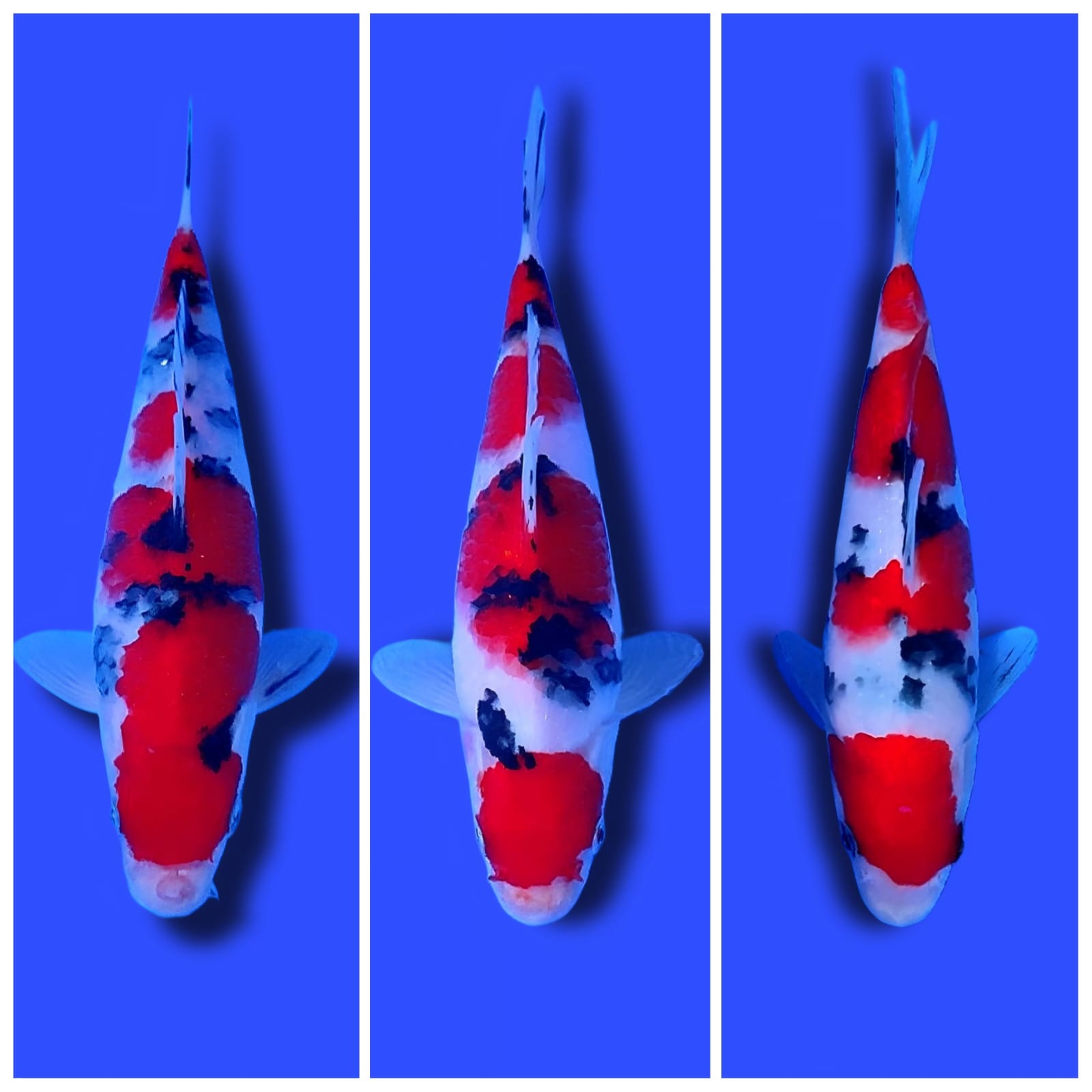 Lelang Koi Online, Jual Beli Ikan Koi, Pasar Koi Terbaik, Agen Lelang Koi, Penawaran Koi Berkualitas, Harga Jual Koi, Lelang Ikan Koi Import, Beli Koi Online, Jual Koi Murah, Koi Showroom, Penjual Koi Terpercaya, Lelang Koi Jakarta, Jual Koi Lokal, Koi Kualitas Unggul, Harga Terbaik Koi, Jual Koi Indukan, Lelang Ikan Hias Koi, Pasar Koi Indonesia, Beli Koi Berkualitas Tinggi, Koi Farm Terbesar, Jual Beli Koi Impor, Lelang Ikan Koi Kualitas Premium, Daftar Harga Koi Terbaru, Pusat Jual Beli Koi, Info Lelang Koi Hari Ini.