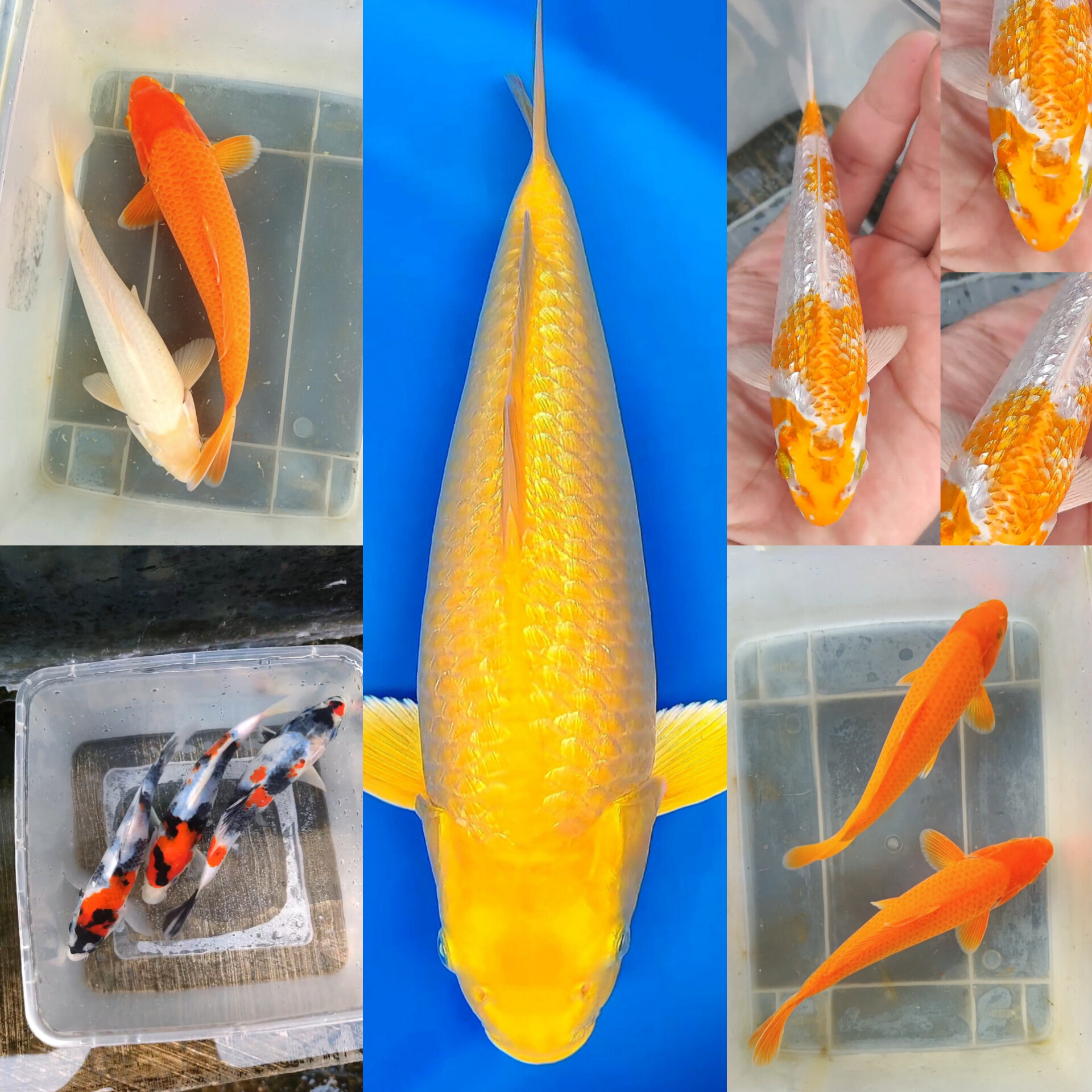 Lelang Koi Online, Jual Beli Ikan Koi, Pasar Koi Terbaik, Agen Lelang Koi, Penawaran Koi Berkualitas, Harga Jual Koi, Lelang Ikan Koi Import, Beli Koi Online, Jual Koi Murah, Koi Showroom, Penjual Koi Terpercaya, Lelang Koi Jakarta, Jual Koi Lokal, Koi Kualitas Unggul, Harga Terbaik Koi, Jual Koi Indukan, Lelang Ikan Hias Koi, Pasar Koi Indonesia, Beli Koi Berkualitas Tinggi, Koi Farm Terbesar, Jual Beli Koi Impor, Lelang Ikan Koi Kualitas Premium, Daftar Harga Koi Terbaru, Pusat Jual Beli Koi, Info Lelang Koi Hari Ini.
