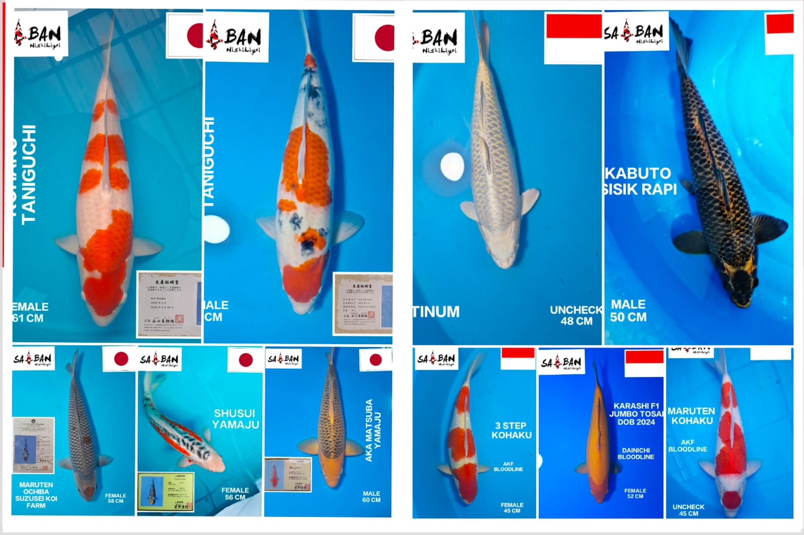Lelang Koi Online, Jual Beli Ikan Koi, Pasar Koi Terbaik, Agen Lelang Koi, Penawaran Koi Berkualitas, Harga Jual Koi, Lelang Ikan Koi Import, Beli Koi Online, Jual Koi Murah, Koi Showroom, Penjual Koi Terpercaya, Lelang Koi Jakarta, Jual Koi Lokal, Koi Kualitas Unggul, Harga Terbaik Koi, Jual Koi Indukan, Lelang Ikan Hias Koi, Pasar Koi Indonesia, Beli Koi Berkualitas Tinggi, Koi Farm Terbesar, Jual Beli Koi Impor, Lelang Ikan Koi Kualitas Premium, Daftar Harga Koi Terbaru, Pusat Jual Beli Koi, Info Lelang Koi Hari Ini.