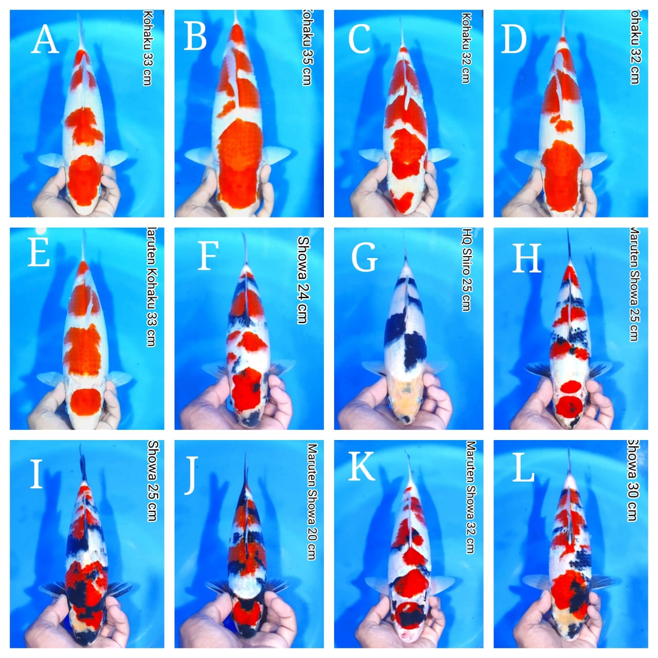 Lelang Koi Online, Jual Beli Ikan Koi, Pasar Koi Terbaik, Agen Lelang Koi, Penawaran Koi Berkualitas, Harga Jual Koi, Lelang Ikan Koi Import, Beli Koi Online, Jual Koi Murah, Koi Showroom, Penjual Koi Terpercaya, Lelang Koi Jakarta, Jual Koi Lokal, Koi Kualitas Unggul, Harga Terbaik Koi, Jual Koi Indukan, Lelang Ikan Hias Koi, Pasar Koi Indonesia, Beli Koi Berkualitas Tinggi, Koi Farm Terbesar, Jual Beli Koi Impor, Lelang Ikan Koi Kualitas Premium, Daftar Harga Koi Terbaru, Pusat Jual Beli Koi, Info Lelang Koi Hari Ini.