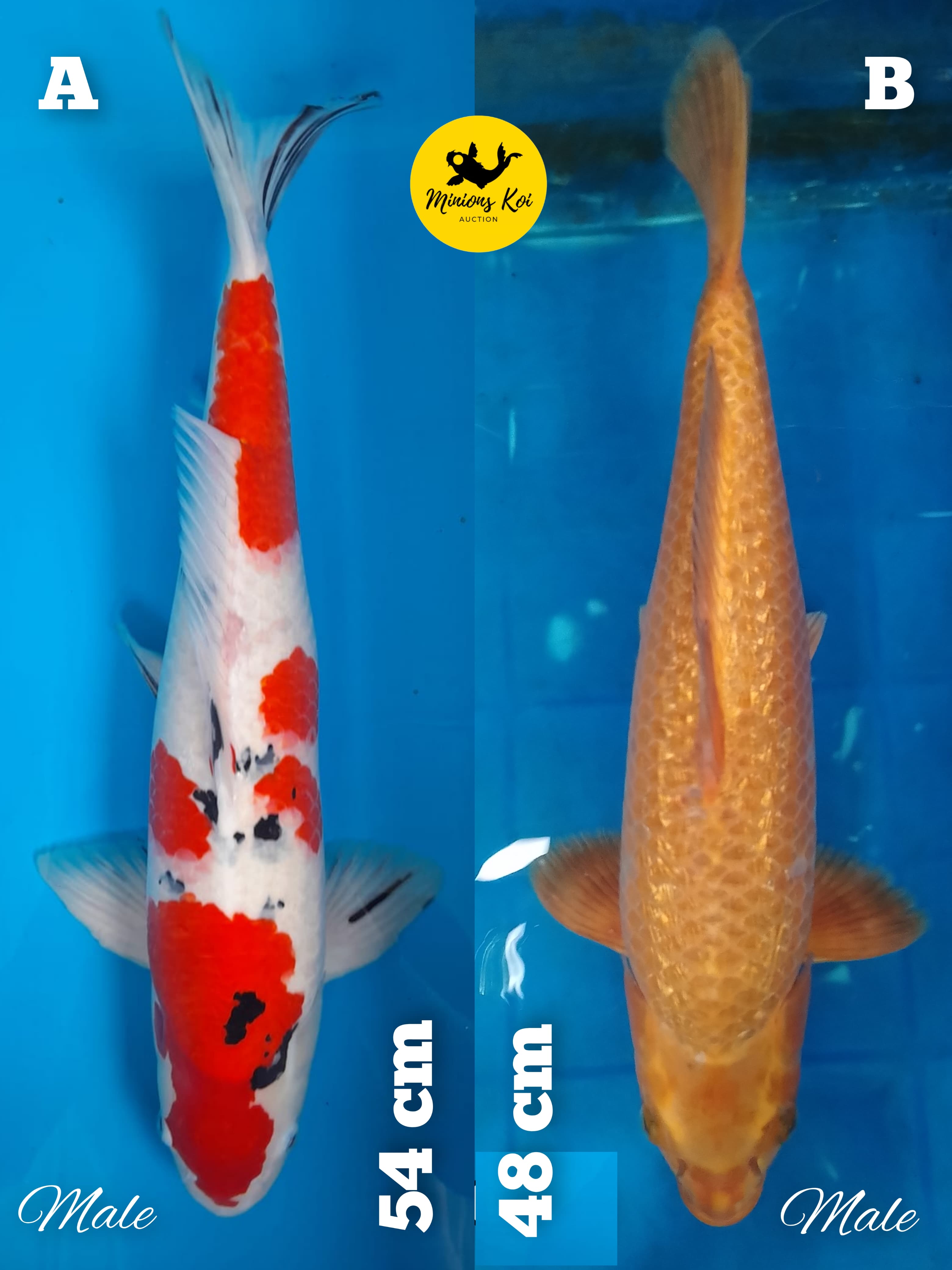 Lelang Koi Online, Jual Beli Ikan Koi, Pasar Koi Terbaik, Agen Lelang Koi, Penawaran Koi Berkualitas, Harga Jual Koi, Lelang Ikan Koi Import, Beli Koi Online, Jual Koi Murah, Koi Showroom, Penjual Koi Terpercaya, Lelang Koi Jakarta, Jual Koi Lokal, Koi Kualitas Unggul, Harga Terbaik Koi, Jual Koi Indukan, Lelang Ikan Hias Koi, Pasar Koi Indonesia, Beli Koi Berkualitas Tinggi, Koi Farm Terbesar, Jual Beli Koi Impor, Lelang Ikan Koi Kualitas Premium, Daftar Harga Koi Terbaru, Pusat Jual Beli Koi, Info Lelang Koi Hari Ini.