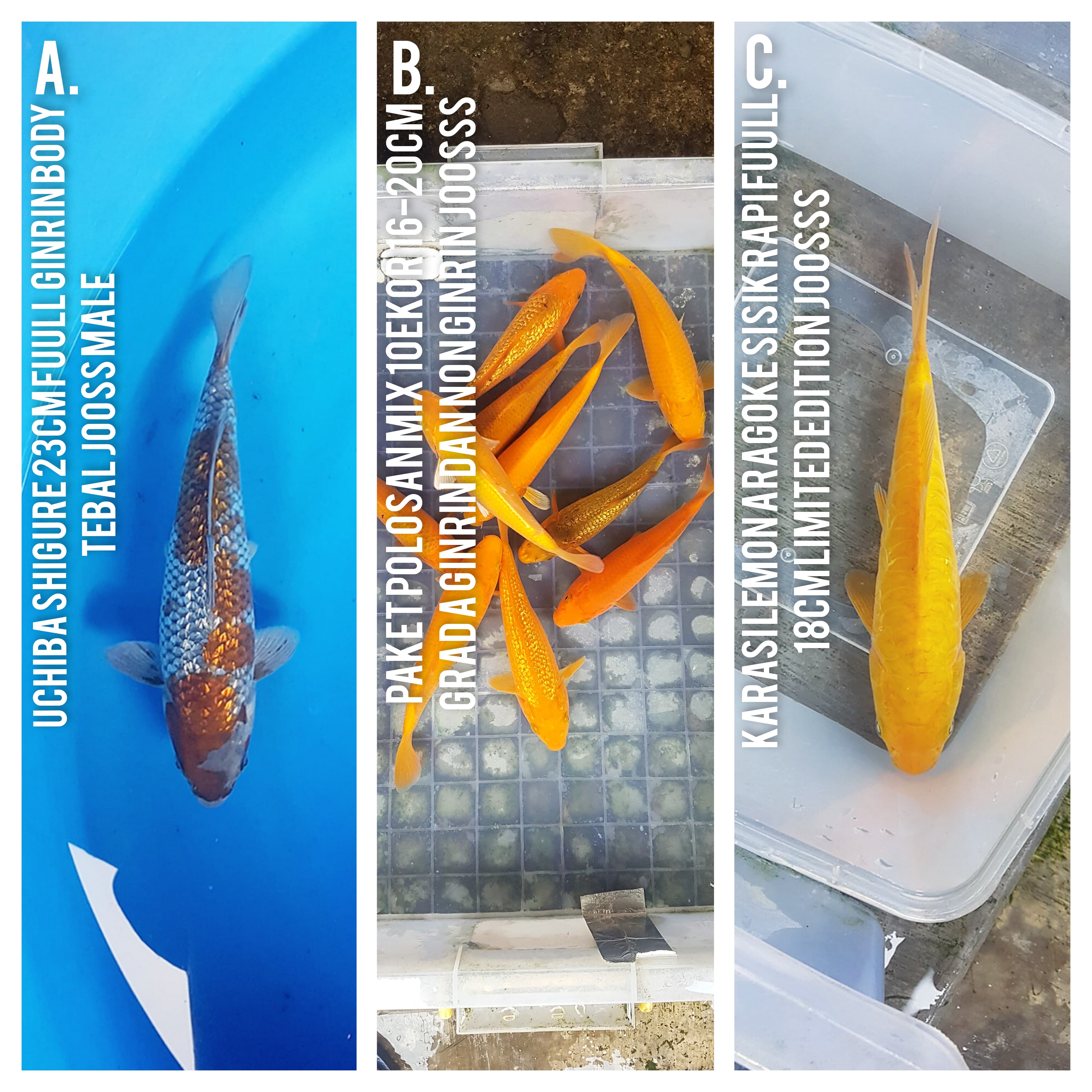 Lelang Koi Online, Jual Beli Ikan Koi, Pasar Koi Terbaik, Agen Lelang Koi, Penawaran Koi Berkualitas, Harga Jual Koi, Lelang Ikan Koi Import, Beli Koi Online, Jual Koi Murah, Koi Showroom, Penjual Koi Terpercaya, Lelang Koi Jakarta, Jual Koi Lokal, Koi Kualitas Unggul, Harga Terbaik Koi, Jual Koi Indukan, Lelang Ikan Hias Koi, Pasar Koi Indonesia, Beli Koi Berkualitas Tinggi, Koi Farm Terbesar, Jual Beli Koi Impor, Lelang Ikan Koi Kualitas Premium, Daftar Harga Koi Terbaru, Pusat Jual Beli Koi, Info Lelang Koi Hari Ini.