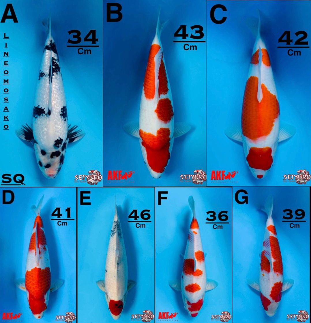Lelang Koi Online, Jual Beli Ikan Koi, Pasar Koi Terbaik, Agen Lelang Koi, Penawaran Koi Berkualitas, Harga Jual Koi, Lelang Ikan Koi Import, Beli Koi Online, Jual Koi Murah, Koi Showroom, Penjual Koi Terpercaya, Lelang Koi Jakarta, Jual Koi Lokal, Koi Kualitas Unggul, Harga Terbaik Koi, Jual Koi Indukan, Lelang Ikan Hias Koi, Pasar Koi Indonesia, Beli Koi Berkualitas Tinggi, Koi Farm Terbesar, Jual Beli Koi Impor, Lelang Ikan Koi Kualitas Premium, Daftar Harga Koi Terbaru, Pusat Jual Beli Koi, Info Lelang Koi Hari Ini.