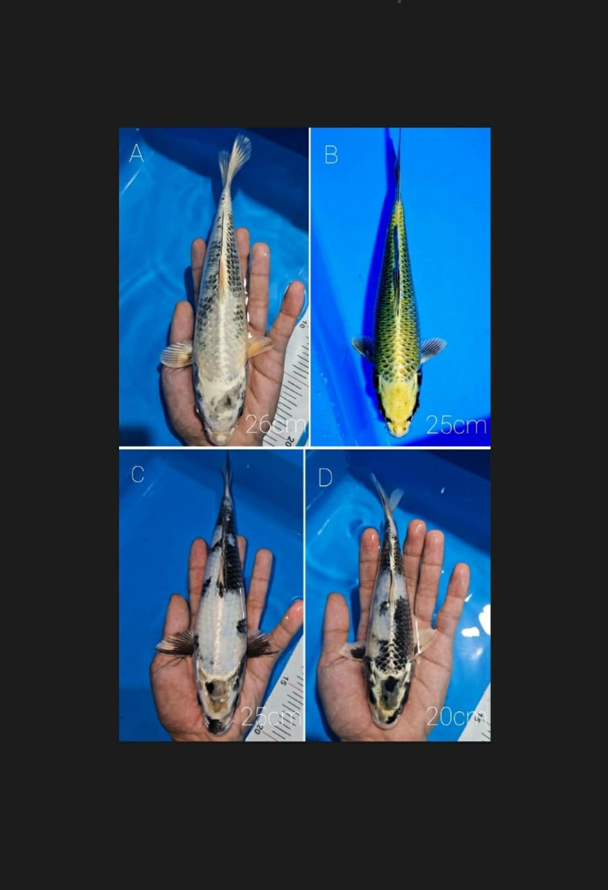 Lelang Koi Online, Jual Beli Ikan Koi, Pasar Koi Terbaik, Agen Lelang Koi, Penawaran Koi Berkualitas, Harga Jual Koi, Lelang Ikan Koi Import, Beli Koi Online, Jual Koi Murah, Koi Showroom, Penjual Koi Terpercaya, Lelang Koi Jakarta, Jual Koi Lokal, Koi Kualitas Unggul, Harga Terbaik Koi, Jual Koi Indukan, Lelang Ikan Hias Koi, Pasar Koi Indonesia, Beli Koi Berkualitas Tinggi, Koi Farm Terbesar, Jual Beli Koi Impor, Lelang Ikan Koi Kualitas Premium, Daftar Harga Koi Terbaru, Pusat Jual Beli Koi, Info Lelang Koi Hari Ini.