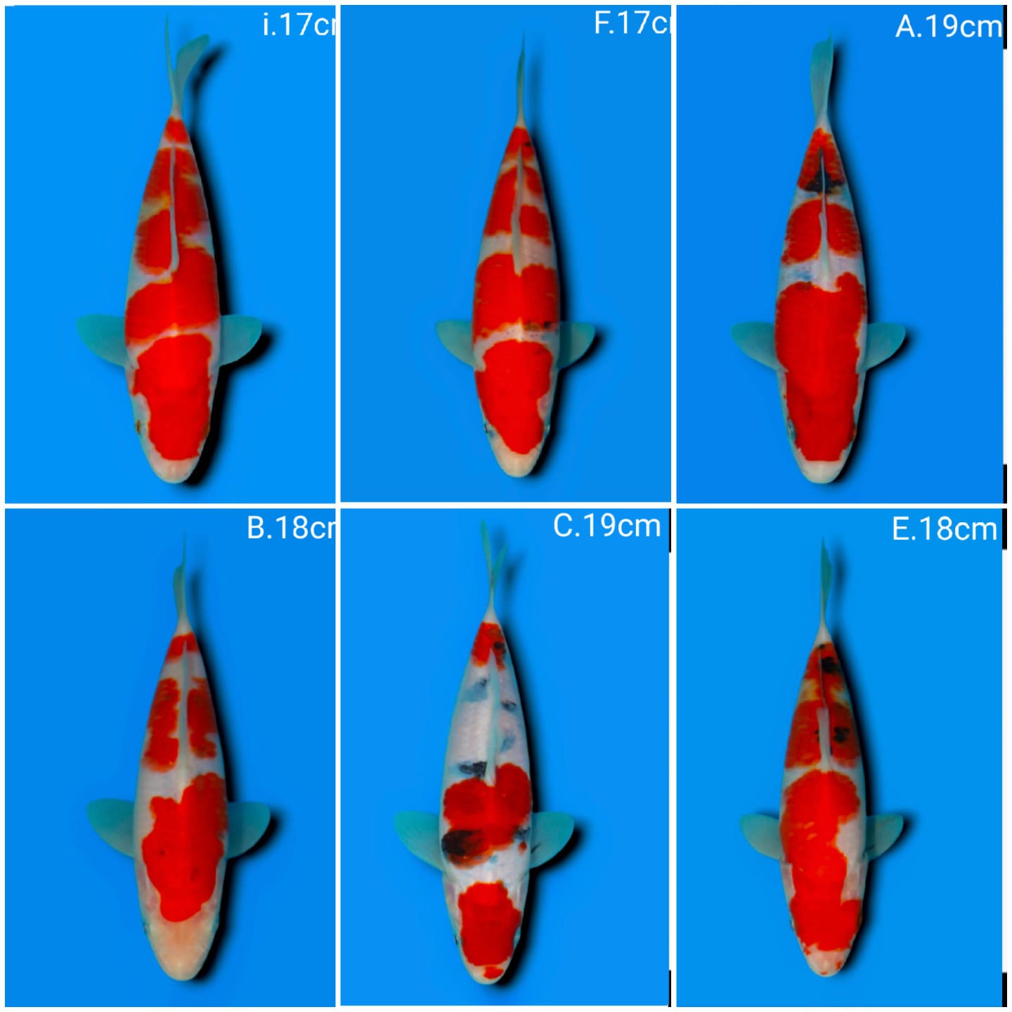 Lelang Koi Online, Jual Beli Ikan Koi, Pasar Koi Terbaik, Agen Lelang Koi, Penawaran Koi Berkualitas, Harga Jual Koi, Lelang Ikan Koi Import, Beli Koi Online, Jual Koi Murah, Koi Showroom, Penjual Koi Terpercaya, Lelang Koi Jakarta, Jual Koi Lokal, Koi Kualitas Unggul, Harga Terbaik Koi, Jual Koi Indukan, Lelang Ikan Hias Koi, Pasar Koi Indonesia, Beli Koi Berkualitas Tinggi, Koi Farm Terbesar, Jual Beli Koi Impor, Lelang Ikan Koi Kualitas Premium, Daftar Harga Koi Terbaru, Pusat Jual Beli Koi, Info Lelang Koi Hari Ini.