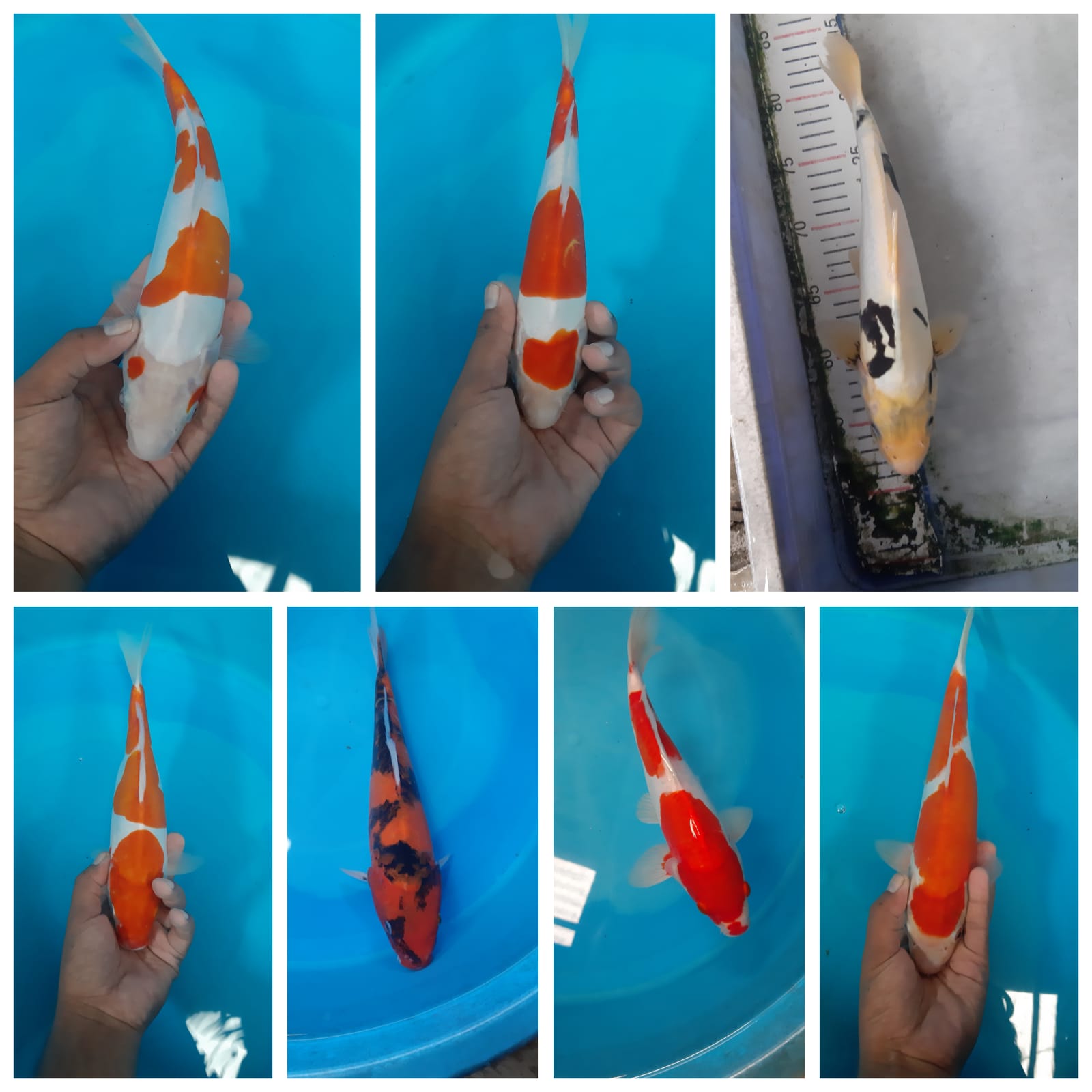 Lelang Koi Online, Jual Beli Ikan Koi, Pasar Koi Terbaik, Agen Lelang Koi, Penawaran Koi Berkualitas, Harga Jual Koi, Lelang Ikan Koi Import, Beli Koi Online, Jual Koi Murah, Koi Showroom, Penjual Koi Terpercaya, Lelang Koi Jakarta, Jual Koi Lokal, Koi Kualitas Unggul, Harga Terbaik Koi, Jual Koi Indukan, Lelang Ikan Hias Koi, Pasar Koi Indonesia, Beli Koi Berkualitas Tinggi, Koi Farm Terbesar, Jual Beli Koi Impor, Lelang Ikan Koi Kualitas Premium, Daftar Harga Koi Terbaru, Pusat Jual Beli Koi, Info Lelang Koi Hari Ini.