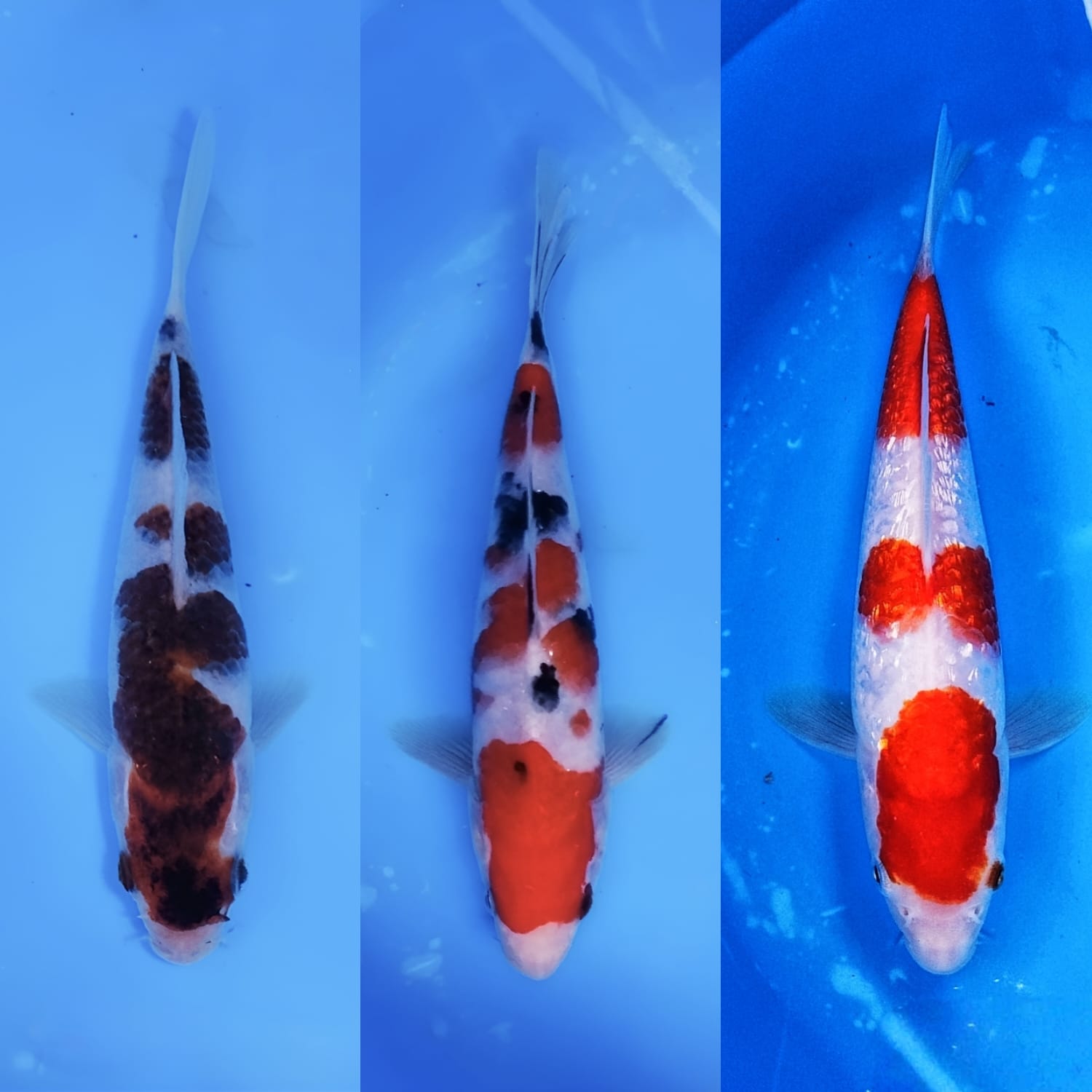 Lelang Koi Online, Jual Beli Ikan Koi, Pasar Koi Terbaik, Agen Lelang Koi, Penawaran Koi Berkualitas, Harga Jual Koi, Lelang Ikan Koi Import, Beli Koi Online, Jual Koi Murah, Koi Showroom, Penjual Koi Terpercaya, Lelang Koi Jakarta, Jual Koi Lokal, Koi Kualitas Unggul, Harga Terbaik Koi, Jual Koi Indukan, Lelang Ikan Hias Koi, Pasar Koi Indonesia, Beli Koi Berkualitas Tinggi, Koi Farm Terbesar, Jual Beli Koi Impor, Lelang Ikan Koi Kualitas Premium, Daftar Harga Koi Terbaru, Pusat Jual Beli Koi, Info Lelang Koi Hari Ini.