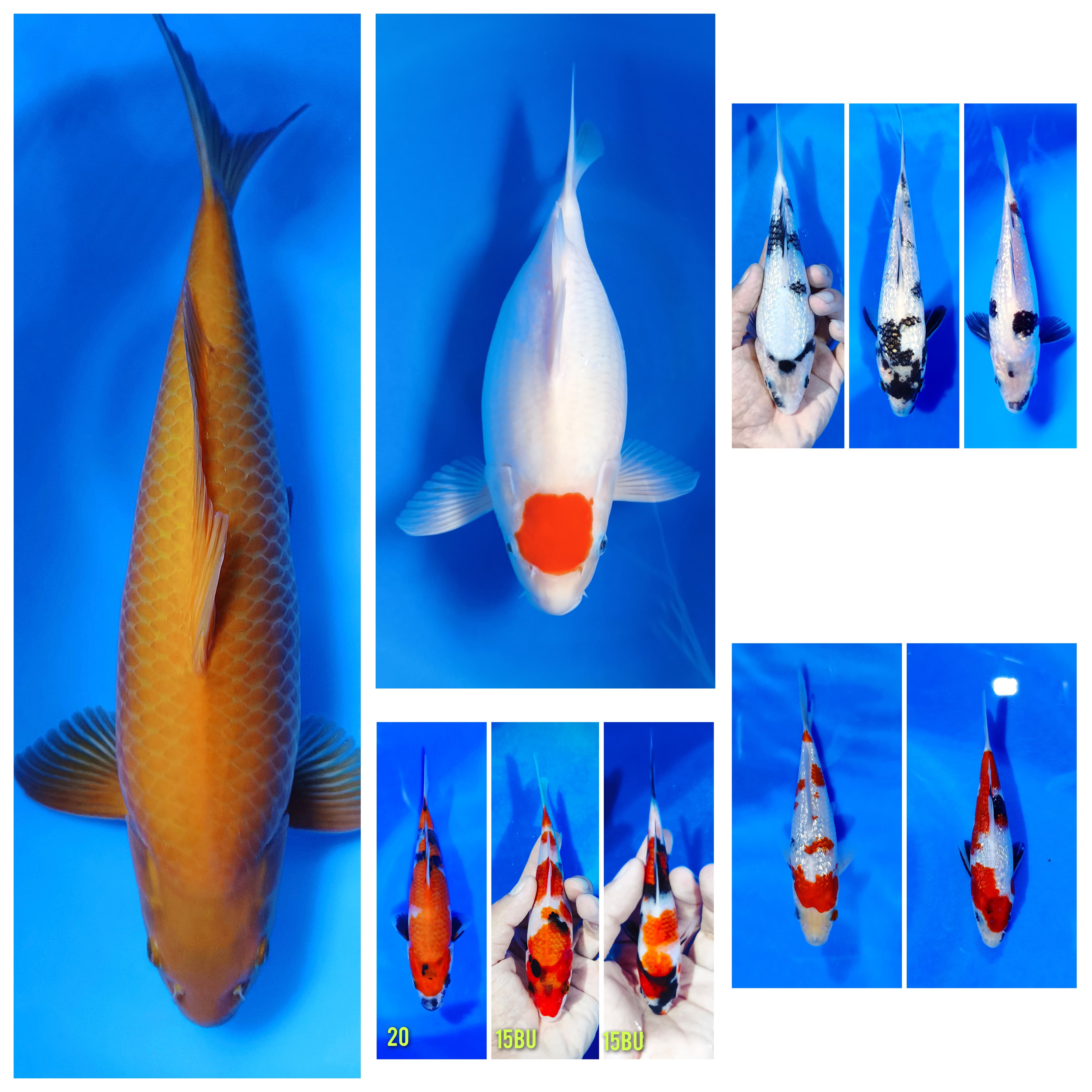 Lelang Koi Online, Jual Beli Ikan Koi, Pasar Koi Terbaik, Agen Lelang Koi, Penawaran Koi Berkualitas, Harga Jual Koi, Lelang Ikan Koi Import, Beli Koi Online, Jual Koi Murah, Koi Showroom, Penjual Koi Terpercaya, Lelang Koi Jakarta, Jual Koi Lokal, Koi Kualitas Unggul, Harga Terbaik Koi, Jual Koi Indukan, Lelang Ikan Hias Koi, Pasar Koi Indonesia, Beli Koi Berkualitas Tinggi, Koi Farm Terbesar, Jual Beli Koi Impor, Lelang Ikan Koi Kualitas Premium, Daftar Harga Koi Terbaru, Pusat Jual Beli Koi, Info Lelang Koi Hari Ini.