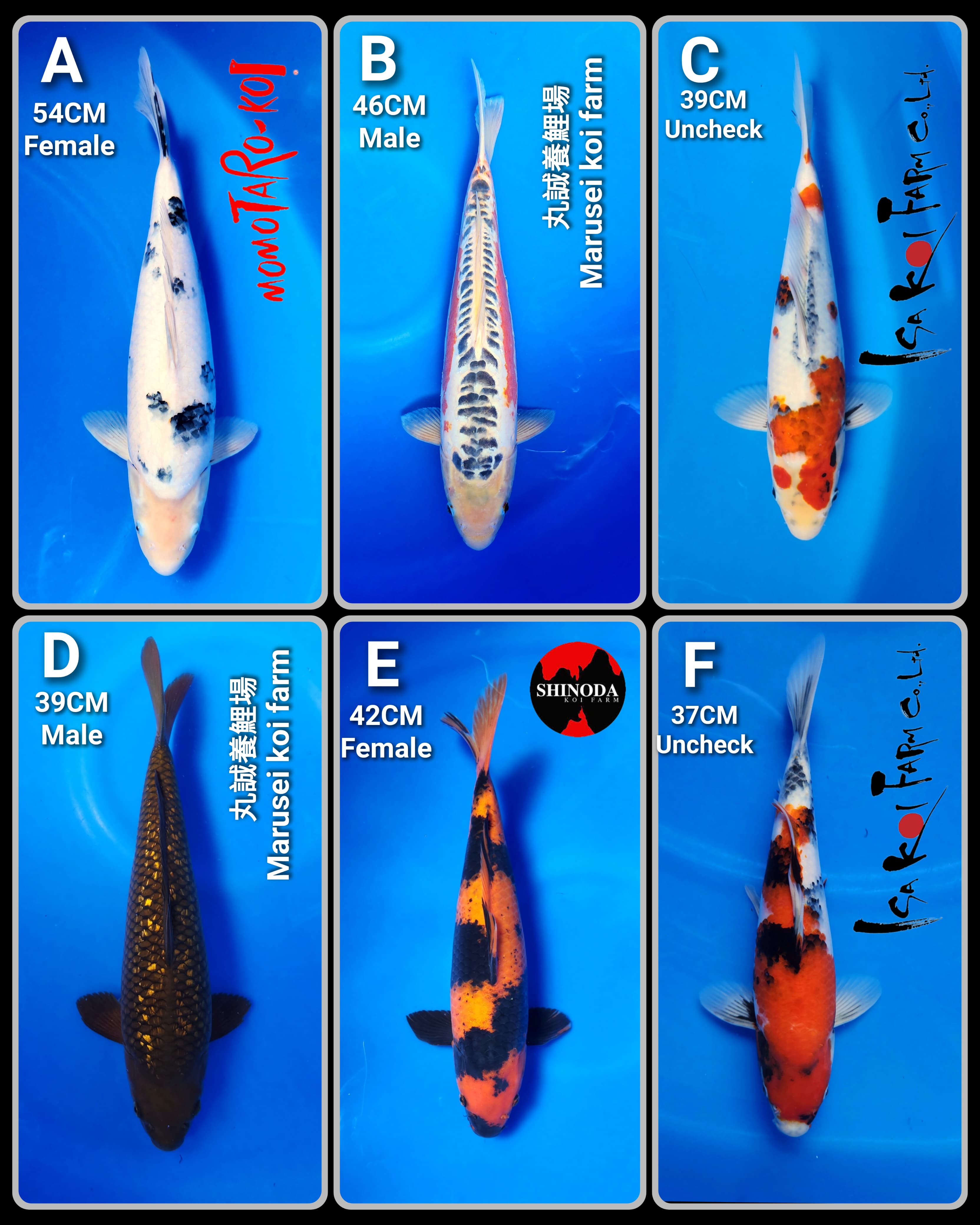 Lelang Koi Online, Jual Beli Ikan Koi, Pasar Koi Terbaik, Agen Lelang Koi, Penawaran Koi Berkualitas, Harga Jual Koi, Lelang Ikan Koi Import, Beli Koi Online, Jual Koi Murah, Koi Showroom, Penjual Koi Terpercaya, Lelang Koi Jakarta, Jual Koi Lokal, Koi Kualitas Unggul, Harga Terbaik Koi, Jual Koi Indukan, Lelang Ikan Hias Koi, Pasar Koi Indonesia, Beli Koi Berkualitas Tinggi, Koi Farm Terbesar, Jual Beli Koi Impor, Lelang Ikan Koi Kualitas Premium, Daftar Harga Koi Terbaru, Pusat Jual Beli Koi, Info Lelang Koi Hari Ini.