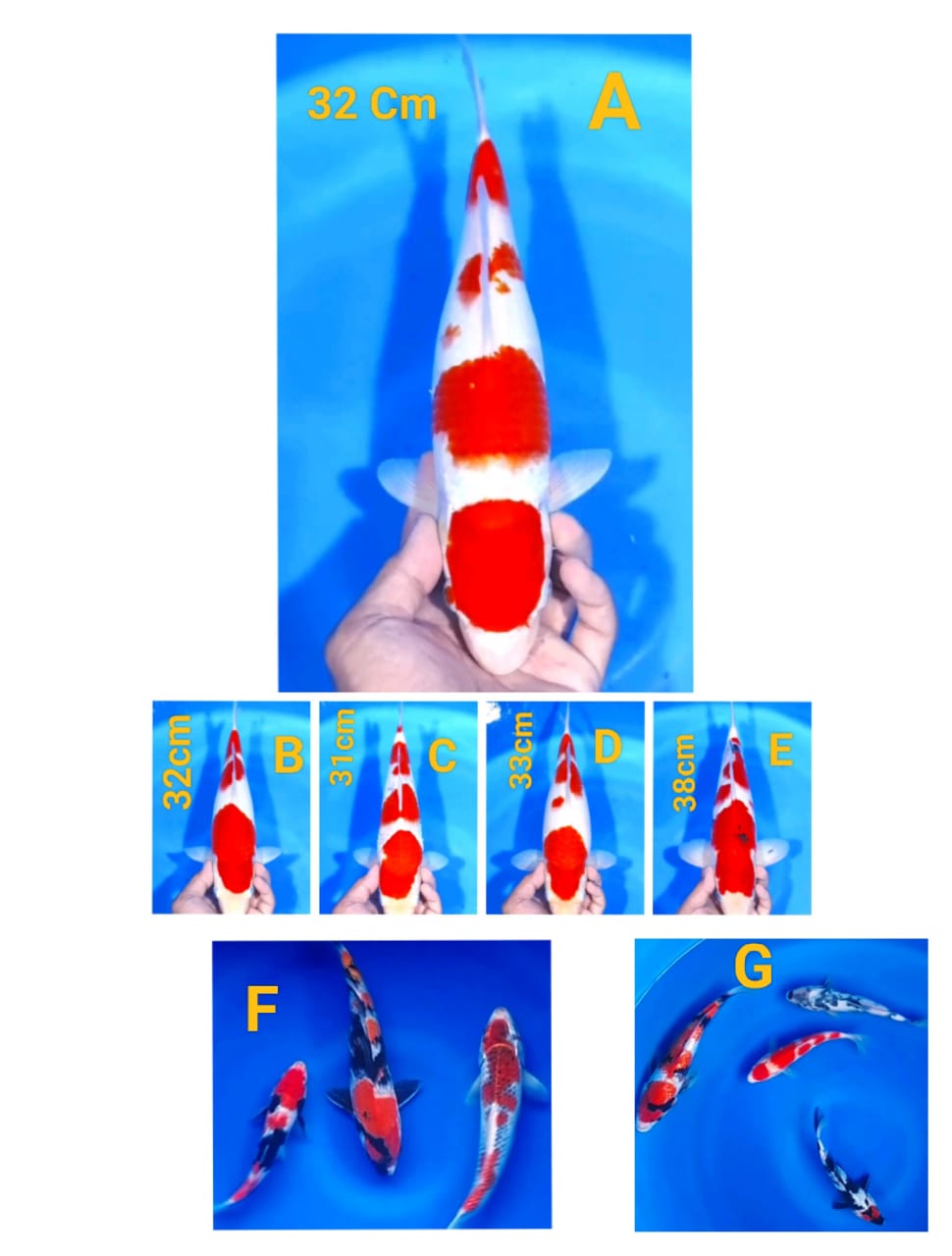 Lelang Koi Online, Jual Beli Ikan Koi, Pasar Koi Terbaik, Agen Lelang Koi, Penawaran Koi Berkualitas, Harga Jual Koi, Lelang Ikan Koi Import, Beli Koi Online, Jual Koi Murah, Koi Showroom, Penjual Koi Terpercaya, Lelang Koi Jakarta, Jual Koi Lokal, Koi Kualitas Unggul, Harga Terbaik Koi, Jual Koi Indukan, Lelang Ikan Hias Koi, Pasar Koi Indonesia, Beli Koi Berkualitas Tinggi, Koi Farm Terbesar, Jual Beli Koi Impor, Lelang Ikan Koi Kualitas Premium, Daftar Harga Koi Terbaru, Pusat Jual Beli Koi, Info Lelang Koi Hari Ini.