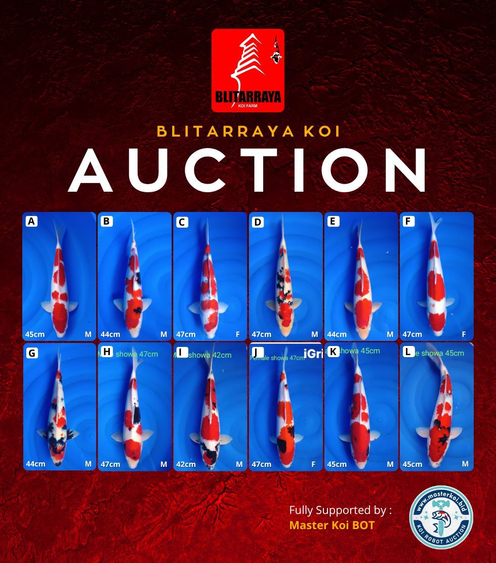 Lelang Koi Online, Jual Beli Ikan Koi, Pasar Koi Terbaik, Agen Lelang Koi, Penawaran Koi Berkualitas, Harga Jual Koi, Lelang Ikan Koi Import, Beli Koi Online, Jual Koi Murah, Koi Showroom, Penjual Koi Terpercaya, Lelang Koi Jakarta, Jual Koi Lokal, Koi Kualitas Unggul, Harga Terbaik Koi, Jual Koi Indukan, Lelang Ikan Hias Koi, Pasar Koi Indonesia, Beli Koi Berkualitas Tinggi, Koi Farm Terbesar, Jual Beli Koi Impor, Lelang Ikan Koi Kualitas Premium, Daftar Harga Koi Terbaru, Pusat Jual Beli Koi, Info Lelang Koi Hari Ini.