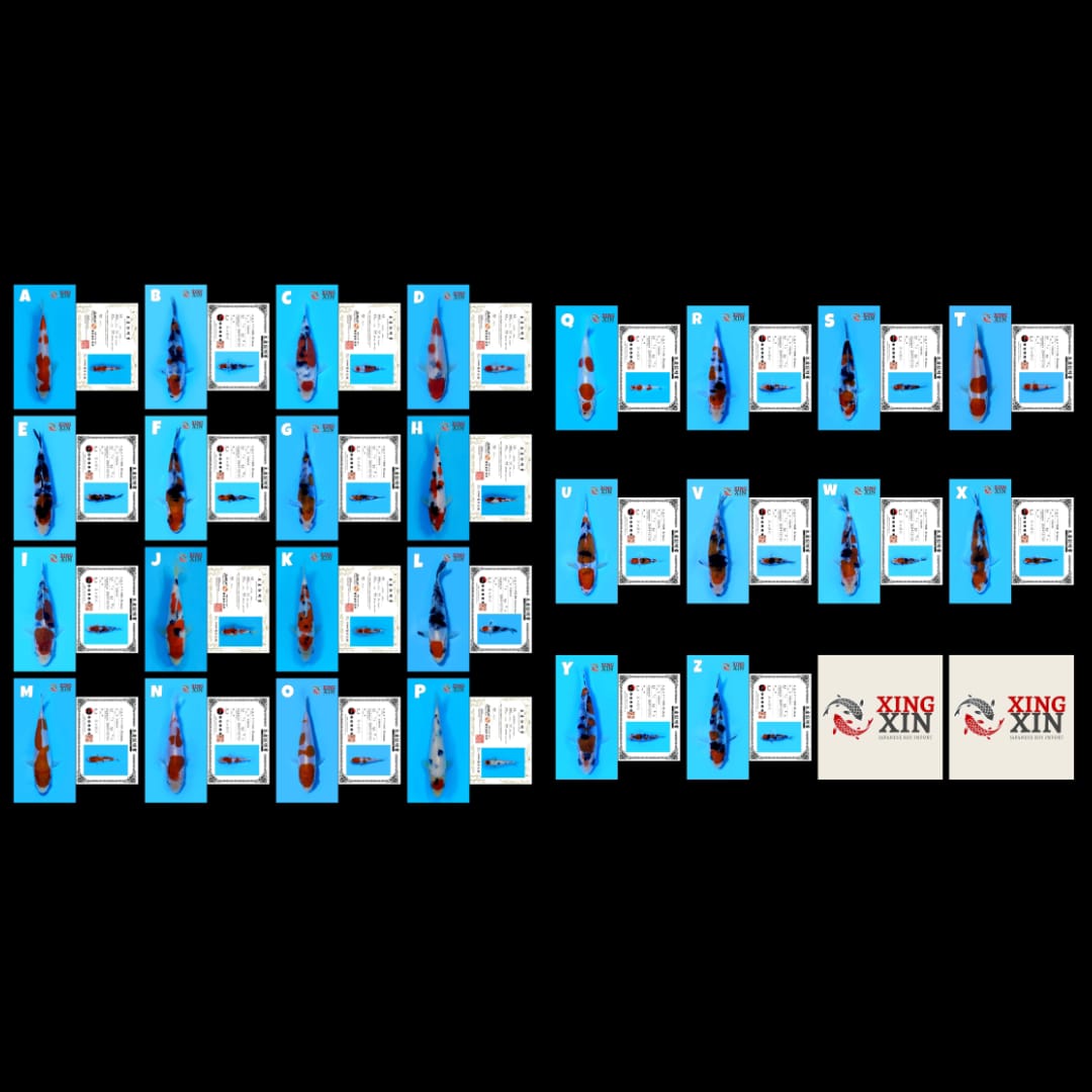 Lelang Koi Online, Jual Beli Ikan Koi, Pasar Koi Terbaik, Agen Lelang Koi, Penawaran Koi Berkualitas, Harga Jual Koi, Lelang Ikan Koi Import, Beli Koi Online, Jual Koi Murah, Koi Showroom, Penjual Koi Terpercaya, Lelang Koi Jakarta, Jual Koi Lokal, Koi Kualitas Unggul, Harga Terbaik Koi, Jual Koi Indukan, Lelang Ikan Hias Koi, Pasar Koi Indonesia, Beli Koi Berkualitas Tinggi, Koi Farm Terbesar, Jual Beli Koi Impor, Lelang Ikan Koi Kualitas Premium, Daftar Harga Koi Terbaru, Pusat Jual Beli Koi, Info Lelang Koi Hari Ini.