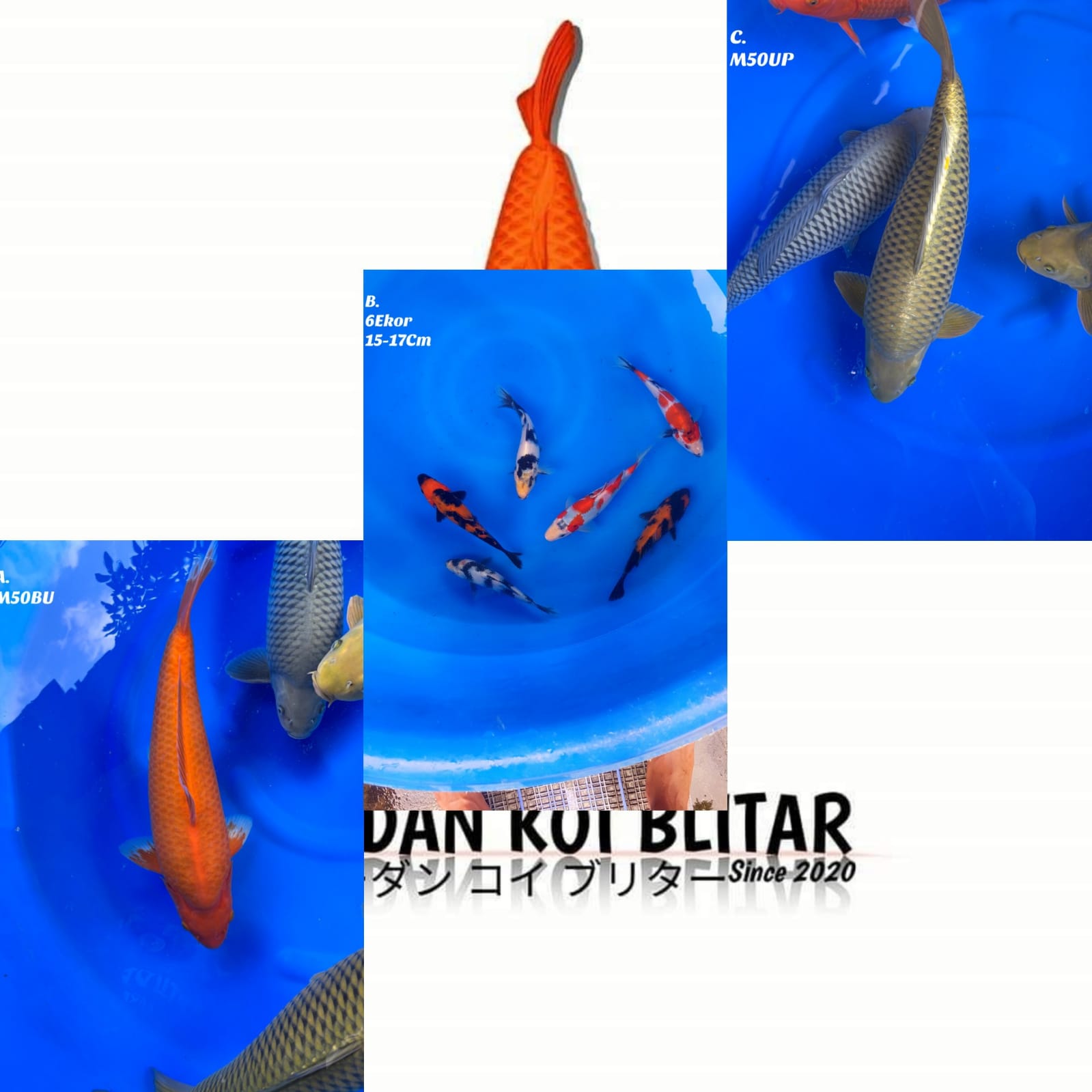 Lelang Koi Online, Jual Beli Ikan Koi, Pasar Koi Terbaik, Agen Lelang Koi, Penawaran Koi Berkualitas, Harga Jual Koi, Lelang Ikan Koi Import, Beli Koi Online, Jual Koi Murah, Koi Showroom, Penjual Koi Terpercaya, Lelang Koi Jakarta, Jual Koi Lokal, Koi Kualitas Unggul, Harga Terbaik Koi, Jual Koi Indukan, Lelang Ikan Hias Koi, Pasar Koi Indonesia, Beli Koi Berkualitas Tinggi, Koi Farm Terbesar, Jual Beli Koi Impor, Lelang Ikan Koi Kualitas Premium, Daftar Harga Koi Terbaru, Pusat Jual Beli Koi, Info Lelang Koi Hari Ini.