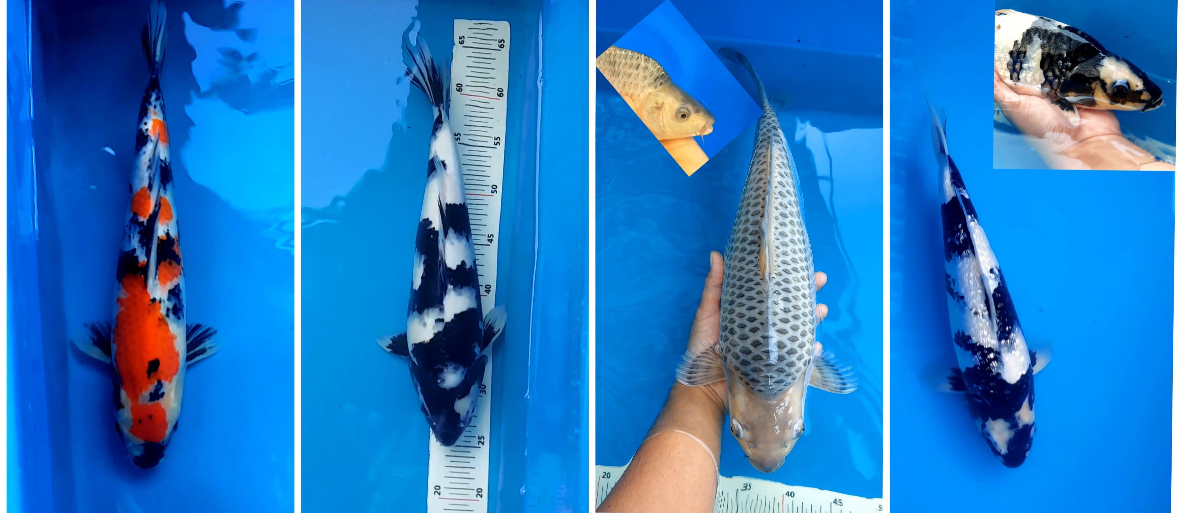 Lelang Koi Online, Jual Beli Ikan Koi, Pasar Koi Terbaik, Agen Lelang Koi, Penawaran Koi Berkualitas, Harga Jual Koi, Lelang Ikan Koi Import, Beli Koi Online, Jual Koi Murah, Koi Showroom, Penjual Koi Terpercaya, Lelang Koi Jakarta, Jual Koi Lokal, Koi Kualitas Unggul, Harga Terbaik Koi, Jual Koi Indukan, Lelang Ikan Hias Koi, Pasar Koi Indonesia, Beli Koi Berkualitas Tinggi, Koi Farm Terbesar, Jual Beli Koi Impor, Lelang Ikan Koi Kualitas Premium, Daftar Harga Koi Terbaru, Pusat Jual Beli Koi, Info Lelang Koi Hari Ini.