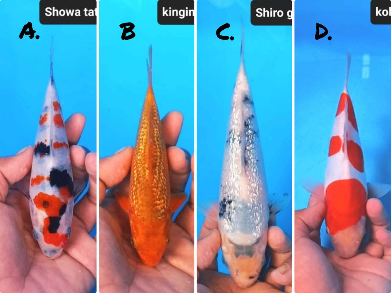 Lelang Koi Online, Jual Beli Ikan Koi, Pasar Koi Terbaik, Agen Lelang Koi, Penawaran Koi Berkualitas, Harga Jual Koi, Lelang Ikan Koi Import, Beli Koi Online, Jual Koi Murah, Koi Showroom, Penjual Koi Terpercaya, Lelang Koi Jakarta, Jual Koi Lokal, Koi Kualitas Unggul, Harga Terbaik Koi, Jual Koi Indukan, Lelang Ikan Hias Koi, Pasar Koi Indonesia, Beli Koi Berkualitas Tinggi, Koi Farm Terbesar, Jual Beli Koi Impor, Lelang Ikan Koi Kualitas Premium, Daftar Harga Koi Terbaru, Pusat Jual Beli Koi, Info Lelang Koi Hari Ini.
