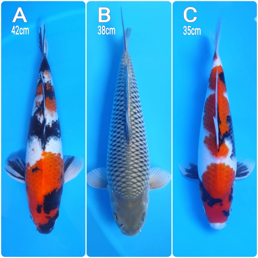 Lelang Koi Online, Jual Beli Ikan Koi, Pasar Koi Terbaik, Agen Lelang Koi, Penawaran Koi Berkualitas, Harga Jual Koi, Lelang Ikan Koi Import, Beli Koi Online, Jual Koi Murah, Koi Showroom, Penjual Koi Terpercaya, Lelang Koi Jakarta, Jual Koi Lokal, Koi Kualitas Unggul, Harga Terbaik Koi, Jual Koi Indukan, Lelang Ikan Hias Koi, Pasar Koi Indonesia, Beli Koi Berkualitas Tinggi, Koi Farm Terbesar, Jual Beli Koi Impor, Lelang Ikan Koi Kualitas Premium, Daftar Harga Koi Terbaru, Pusat Jual Beli Koi, Info Lelang Koi Hari Ini.